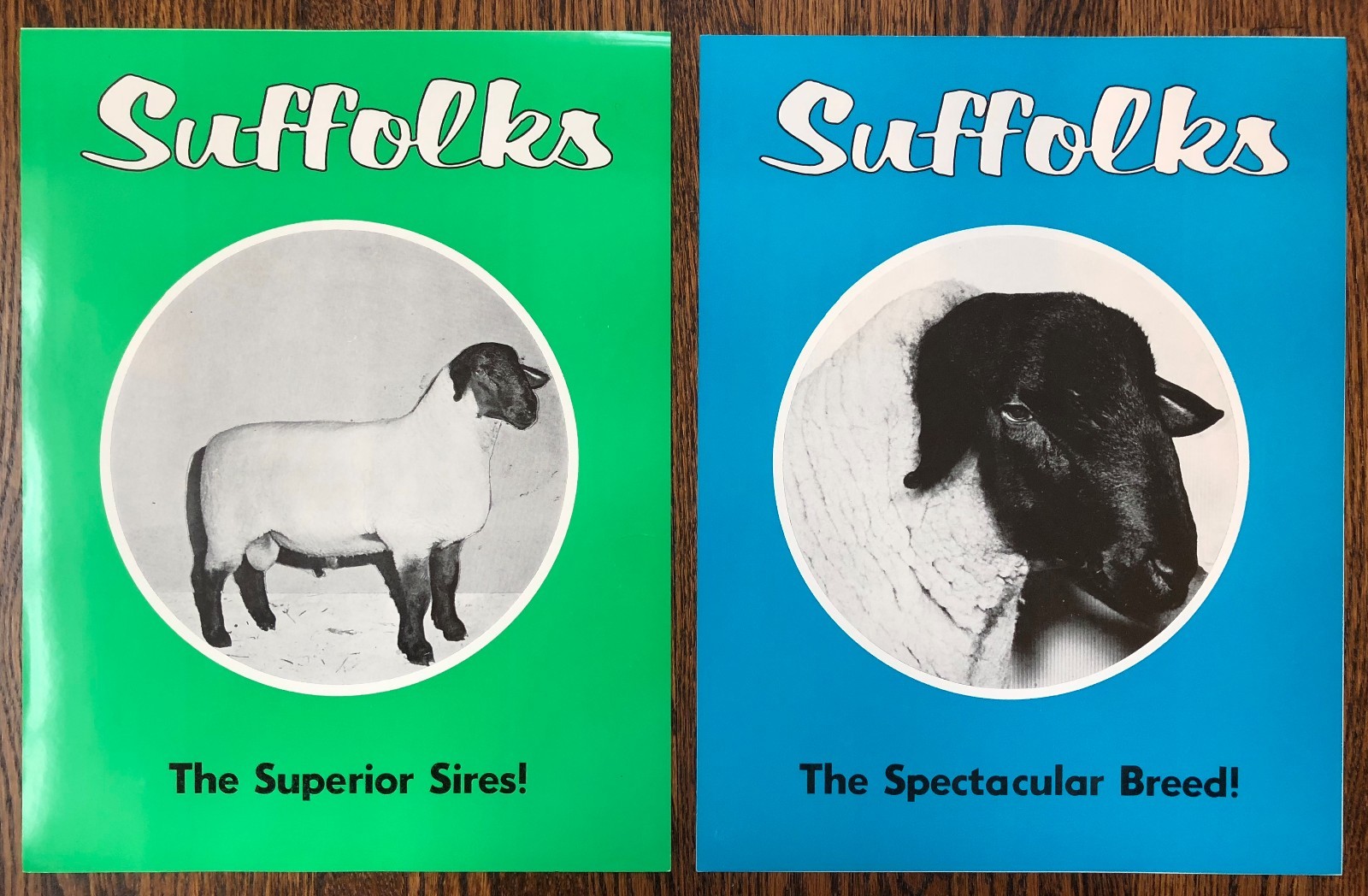 2 SUFFOLK SHEEP Superior SIRES Breed Farm Advertising 2Sided Paper SIGN Vintage