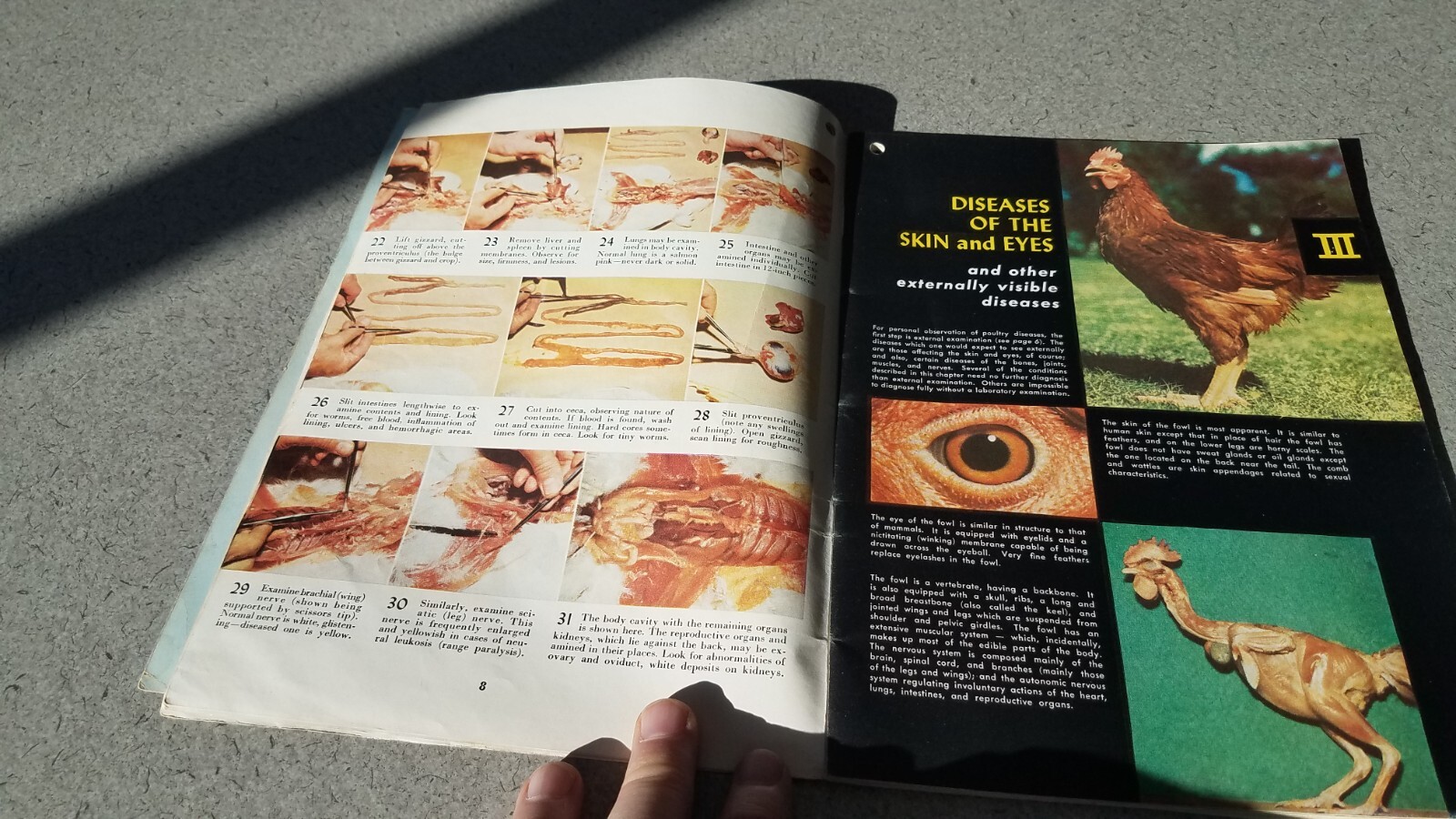 1955 Dr Salsbury&rsquo;s Manual of Poultry Chicken Diseases 64 Pages