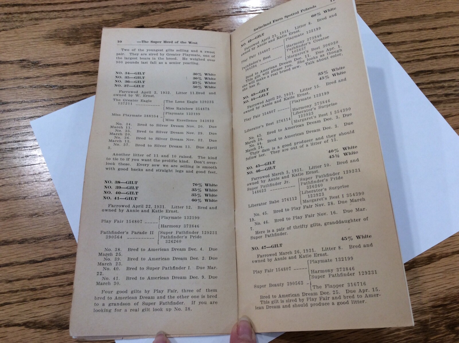 Swineland Farm 1932 Poland China Gilt Sale W Ernst & Sisters Marcus Iowa FAMILY?