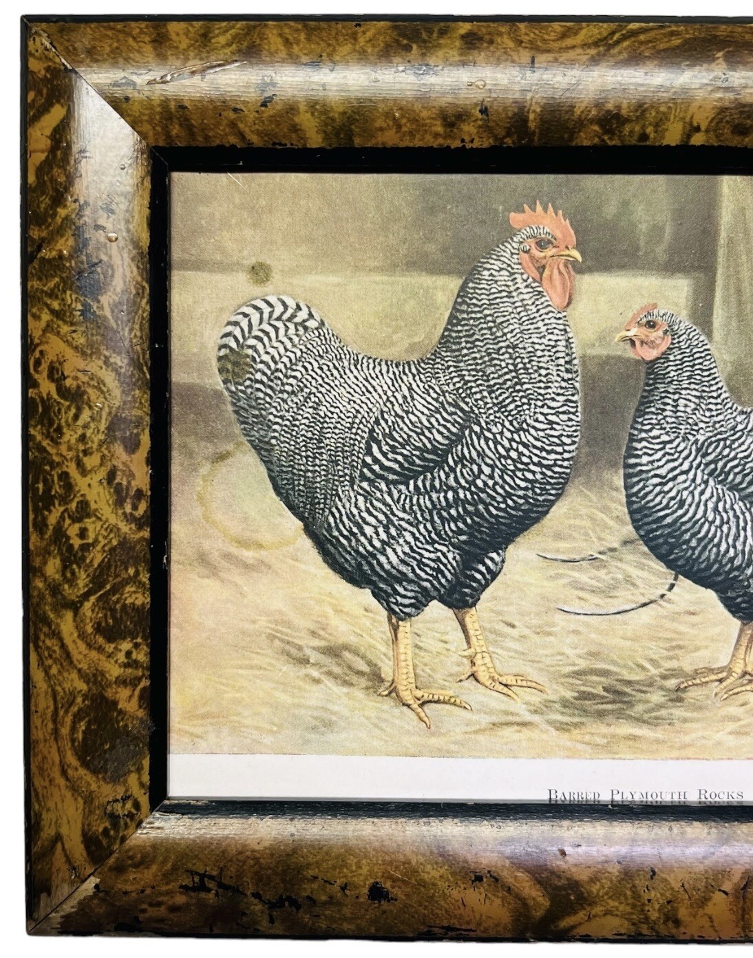 Vintage Barred Plymouth Rocks Framed Poultry Print Edwin Megargee No Glass As Is