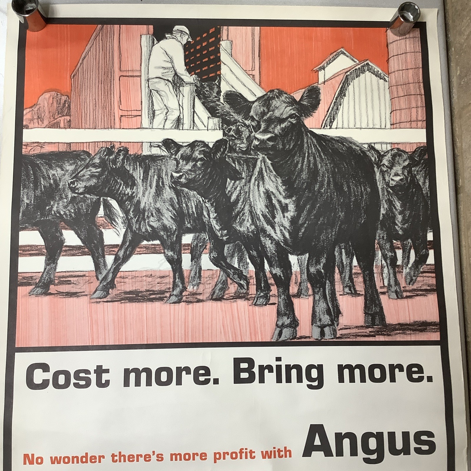 Vintage Angus Cattle Advertising Poster 1950’s 60’s ? Nice Graphics