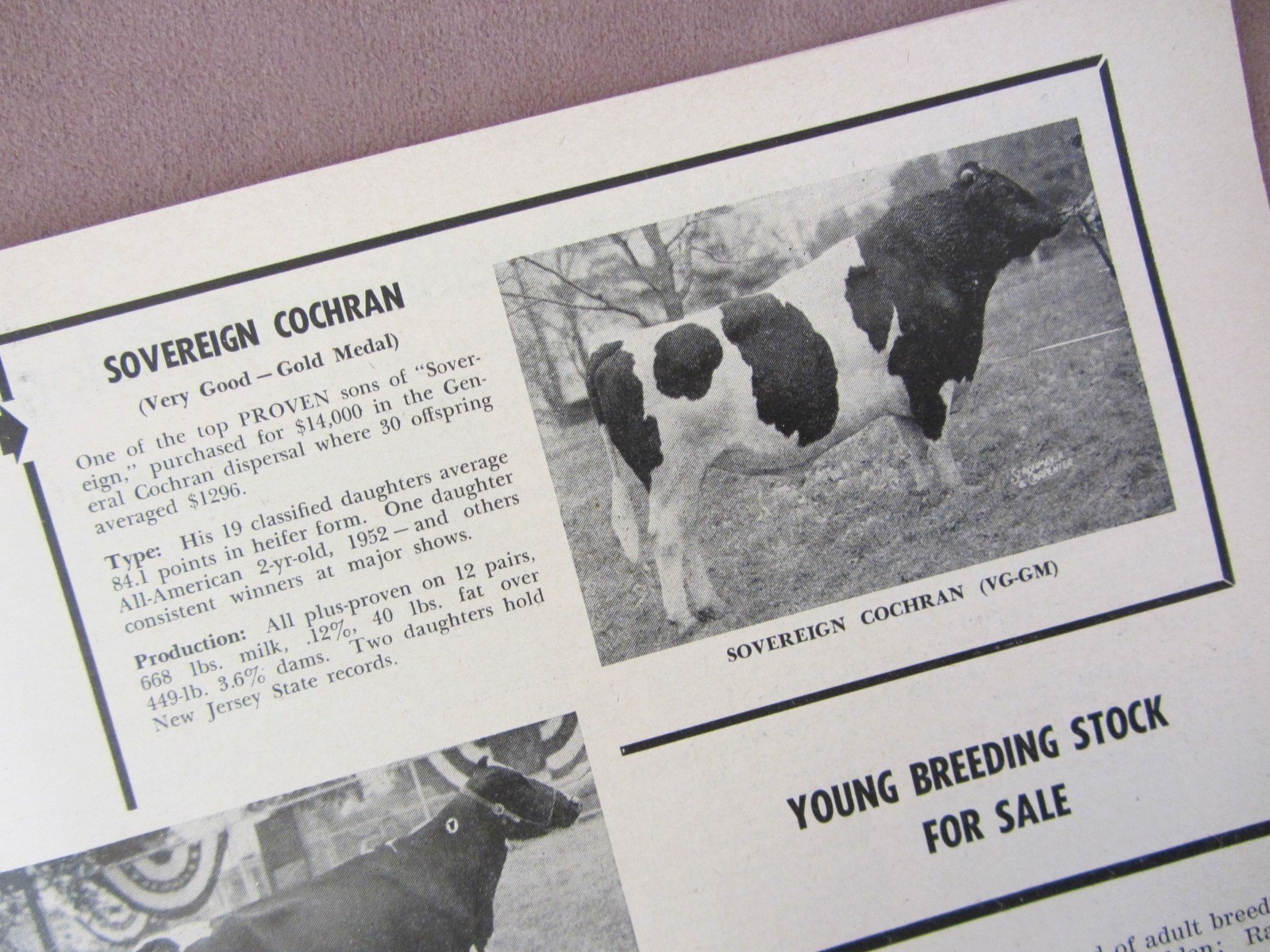 Vintage 1955 Ad Shadow Valley Farm Holstein Breeders Denver CO Sovereign Cochran