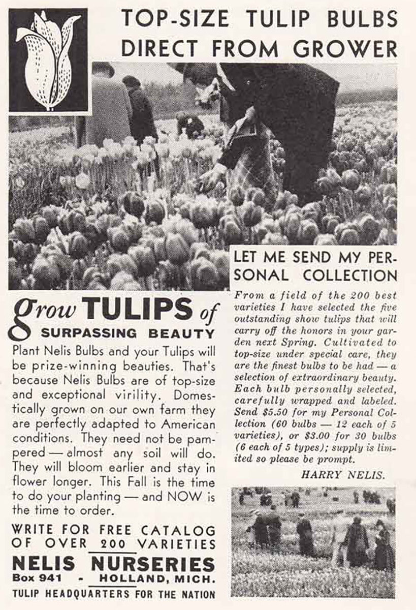 1935 Nelis Nurseries: Top Size Tulip Bulbs Vintage Print Ad