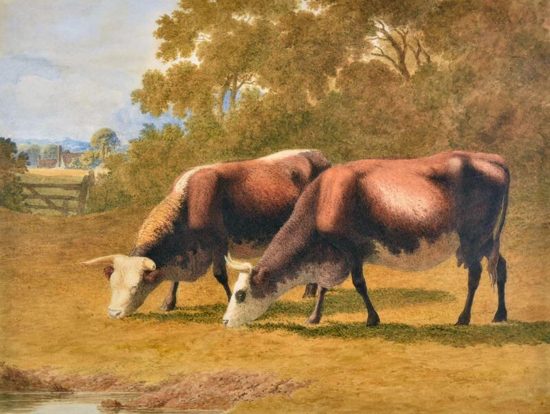 Grazing Hereford Cows Artwork NEW Sign: 15×20&Prime; USA Steel