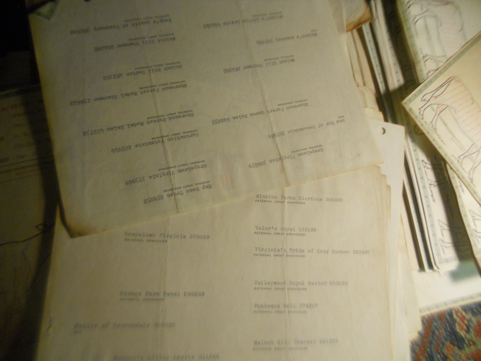 450+ CATTLE CLUB Vintage American GUERNSEY CERTIFICATES BOOKS Newport News VA