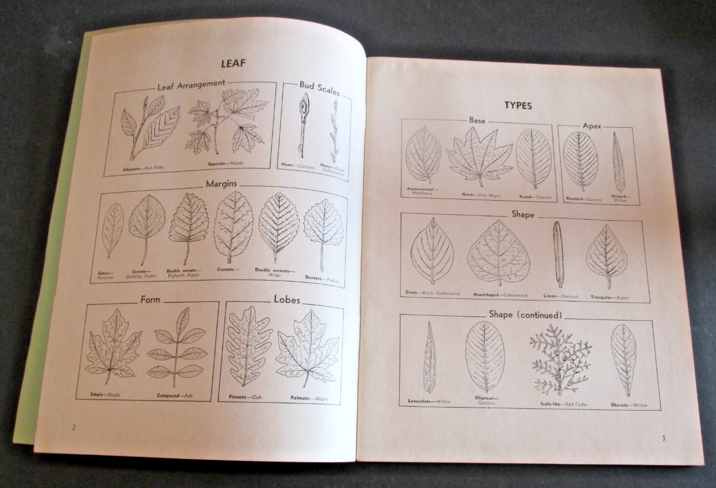VTG 1963 Reprint of 1914 Bulletin Trees of Washington State King County 4H Club
