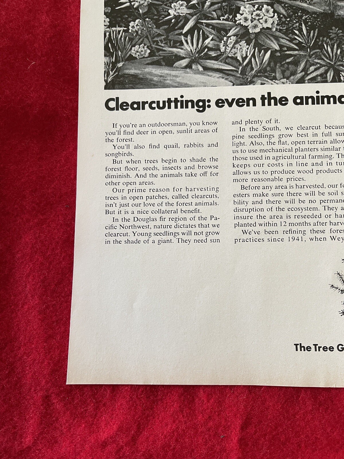 Vintage 1972 Weyerhaeuser Tree Growing Company Print Ad Clearcutting