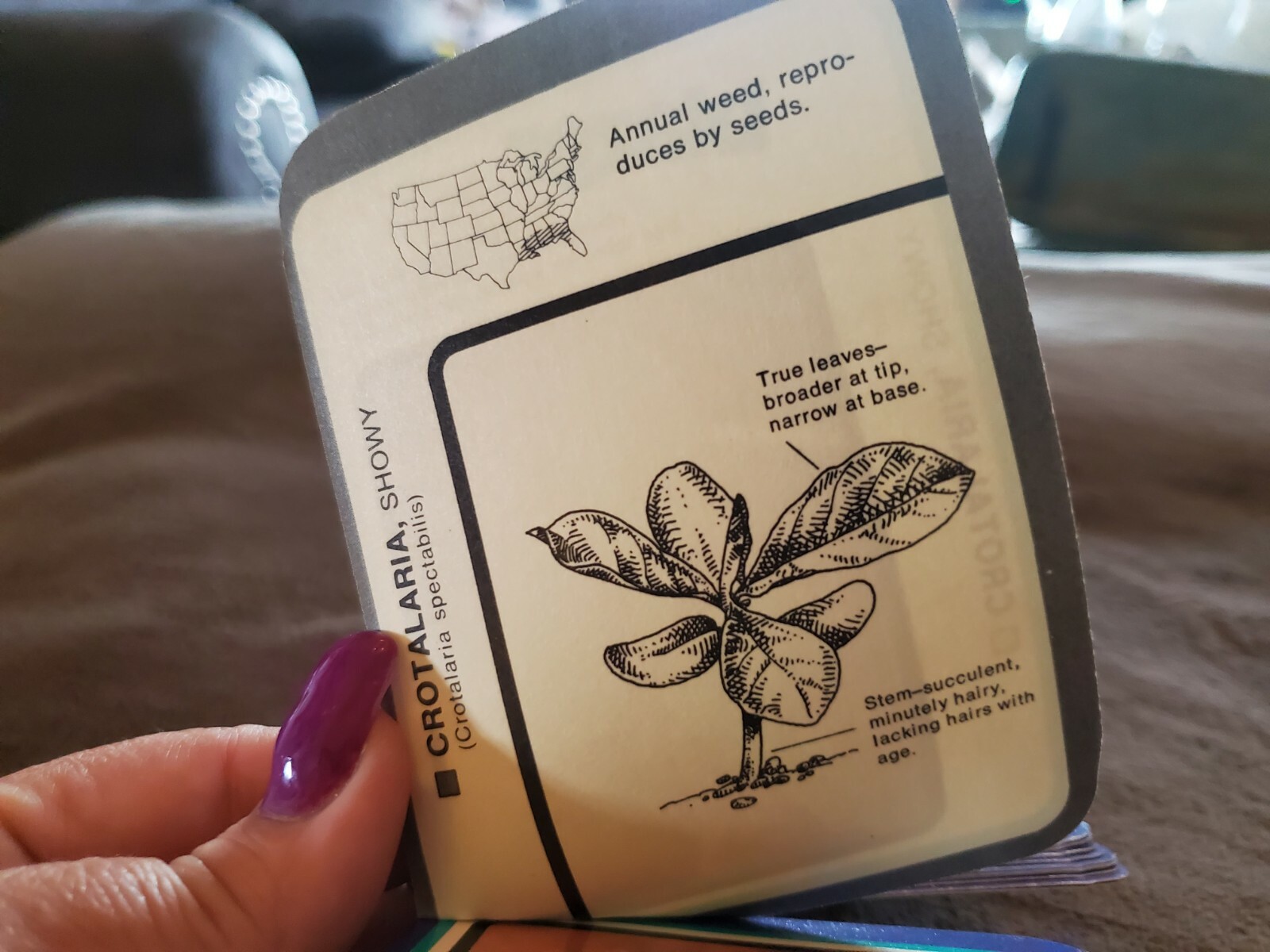 VTG BLAZER HERBICIDE Optimum Control Pocket Guide & IA UNIVERSITY Pesticide Key