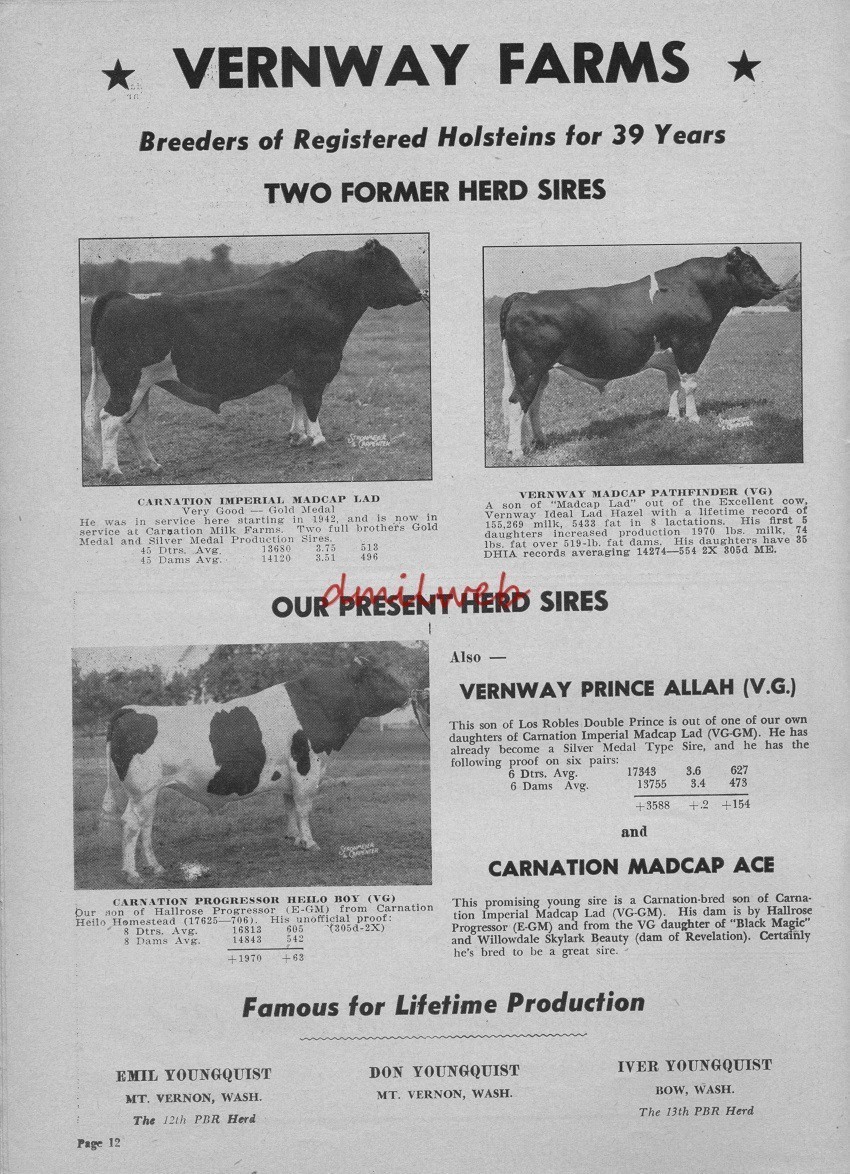 Vintage 1955 Ad * Vernway Farms Holstein Breeder Mt Vernon Washington Youngquist