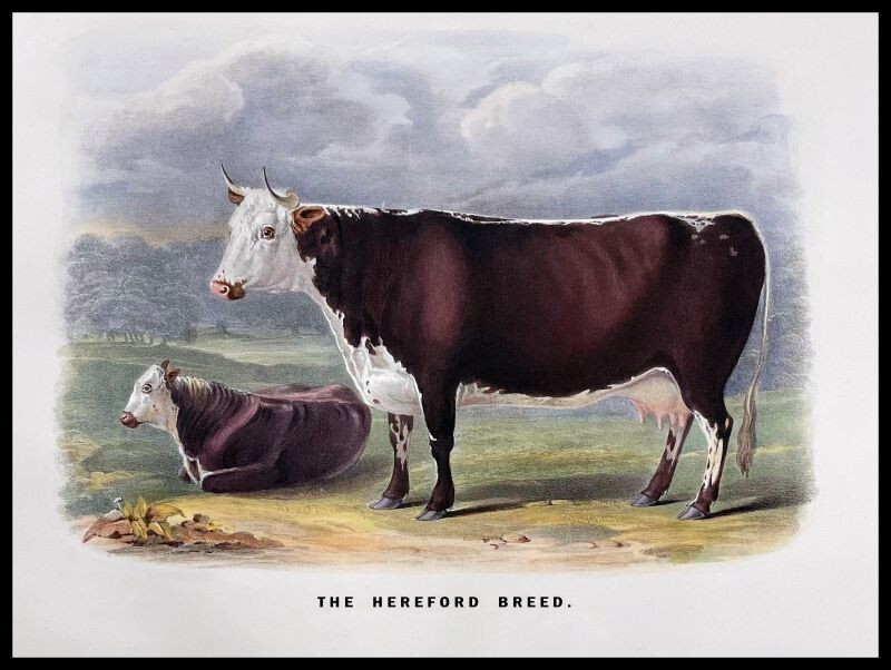 The Hereford Breed – Cattle Art NEW Sign: 15×20&Prime; USA Steel