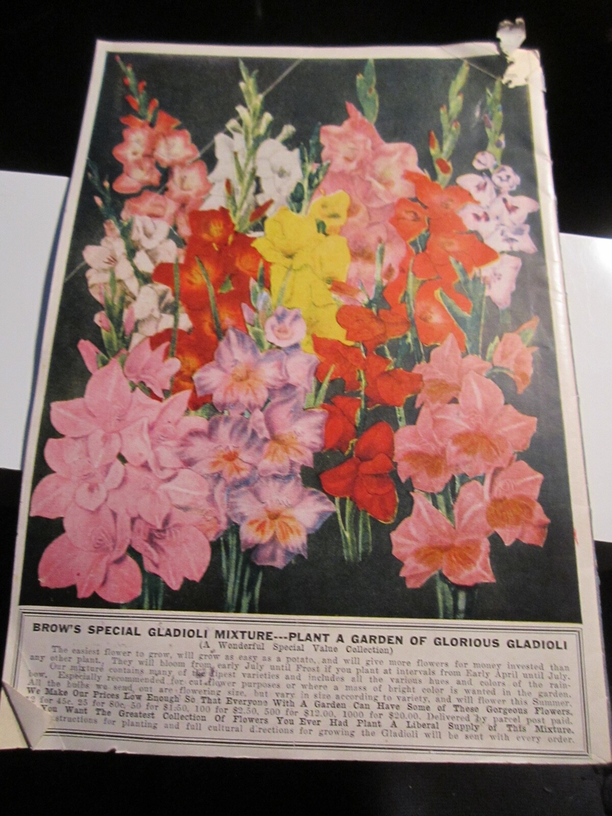 VINTAGE F. W. BROW NURSERIES FLOWER AND FRUIT CATALOG – BBA-45
