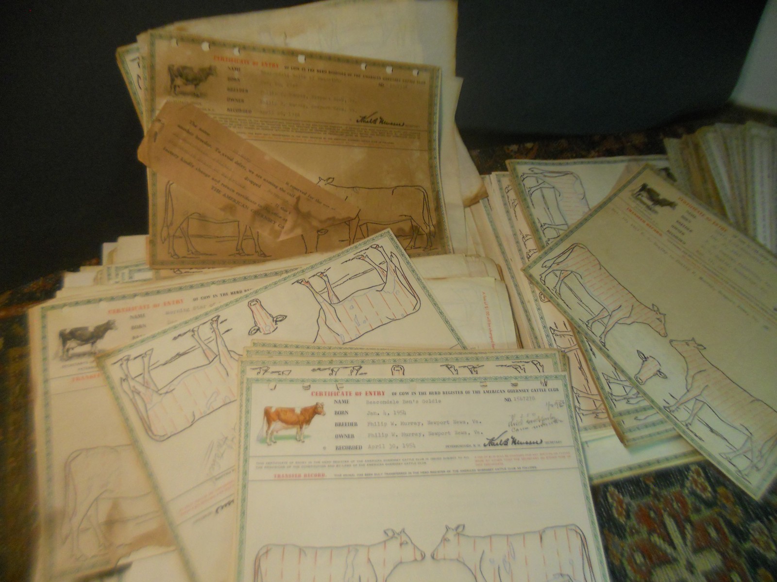450+ CATTLE CLUB Vintage American GUERNSEY CERTIFICATES BOOKS Newport News VA