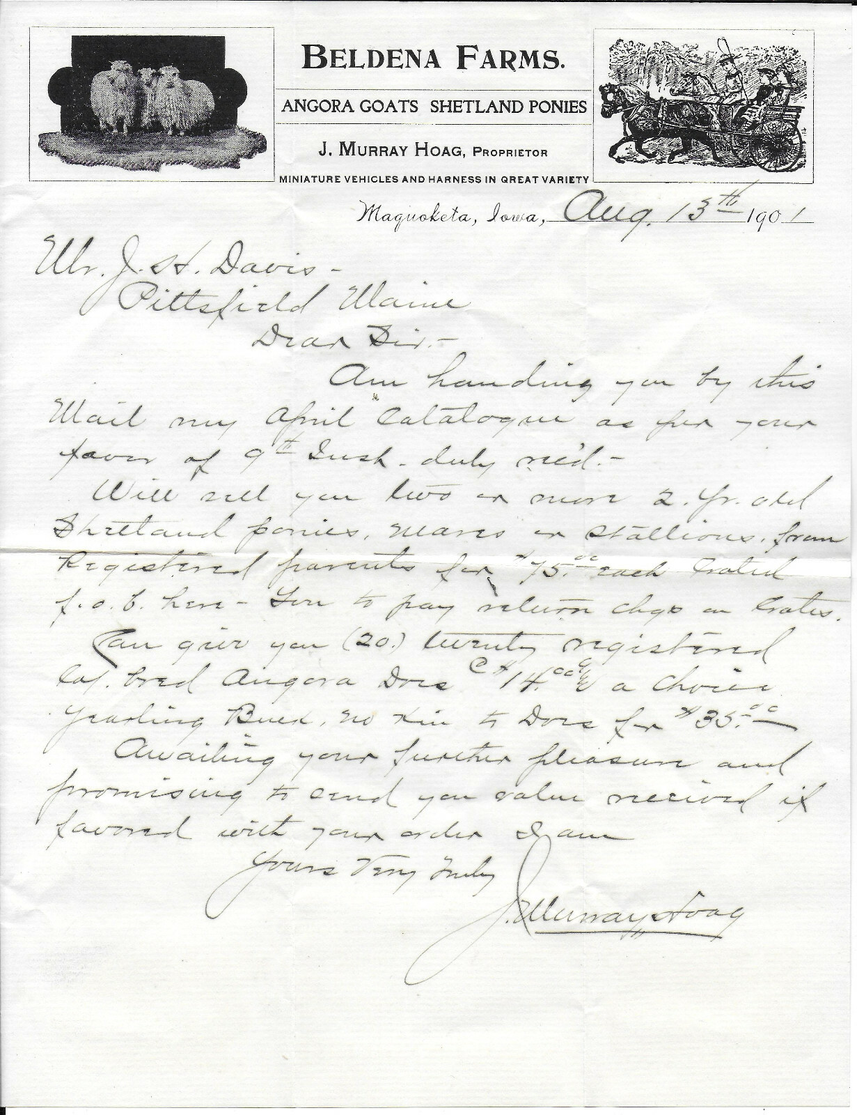 1901 Letter from Beldena Farms, Maquoketa, Iowa – Angora Sheep & Shetland Ponies