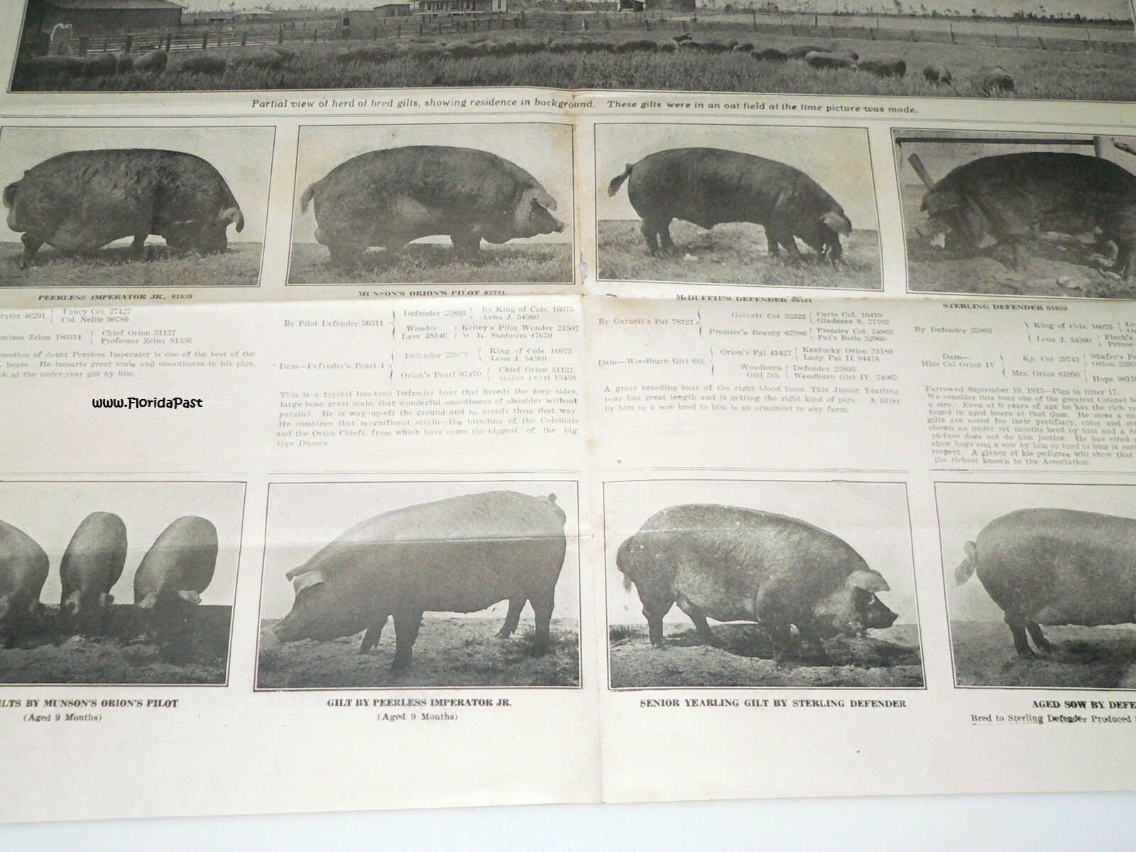 Early Duroc Jersey Hogs Munson, Florida Livestock & Agricultural Farms Brochure