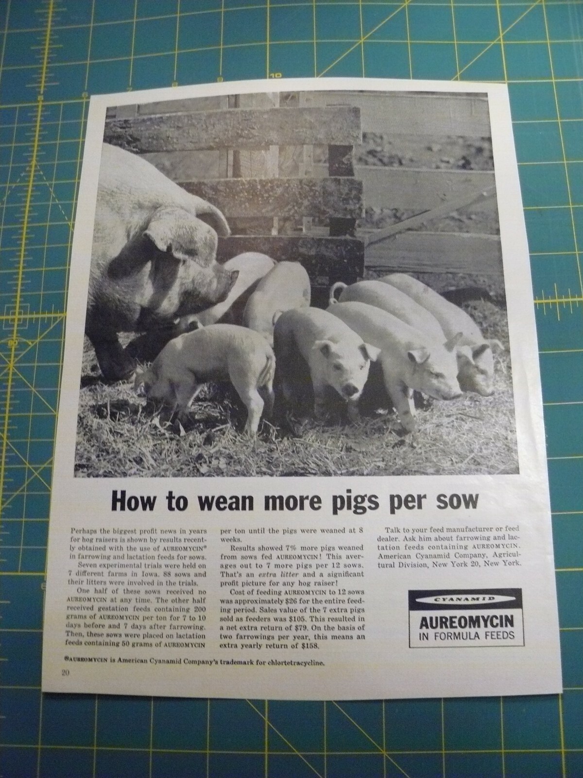 THE FARM QUARTERLY- AUTUMN 1959-AD- AUREOMYCIN – WEAN MORE PIGS PER SOW / NY, NY