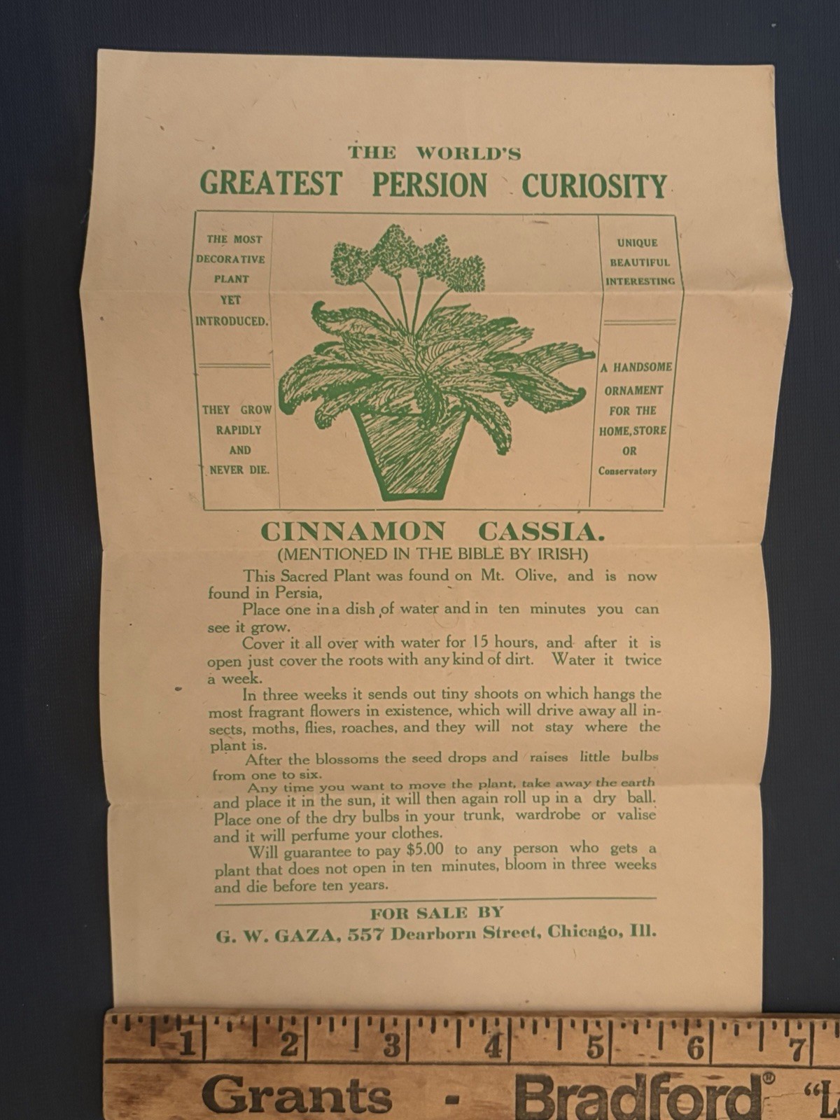 1890s Rose of Jericho Cinnamon Cassia Broadside Chicago Botanical Hoax PERSION