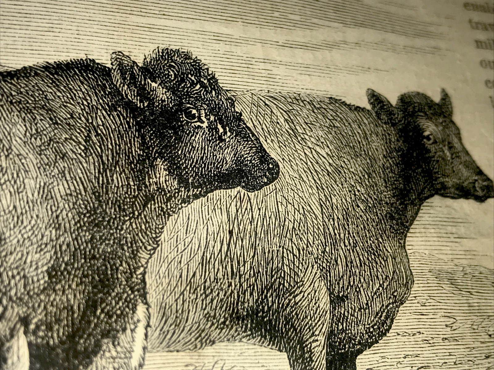 ORIGINAL 1872 Cattle & Hog Farm Engraving Advertising & Article