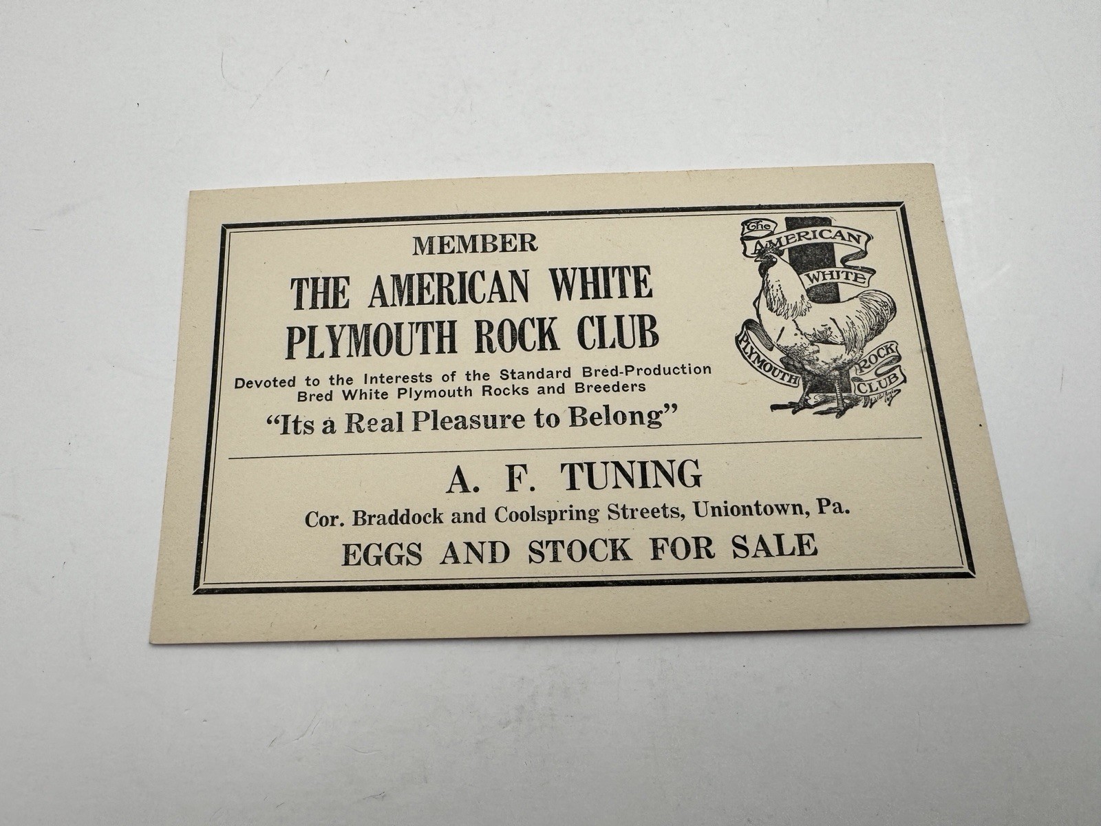 Vintage American White Plymouth Rock Club Ad