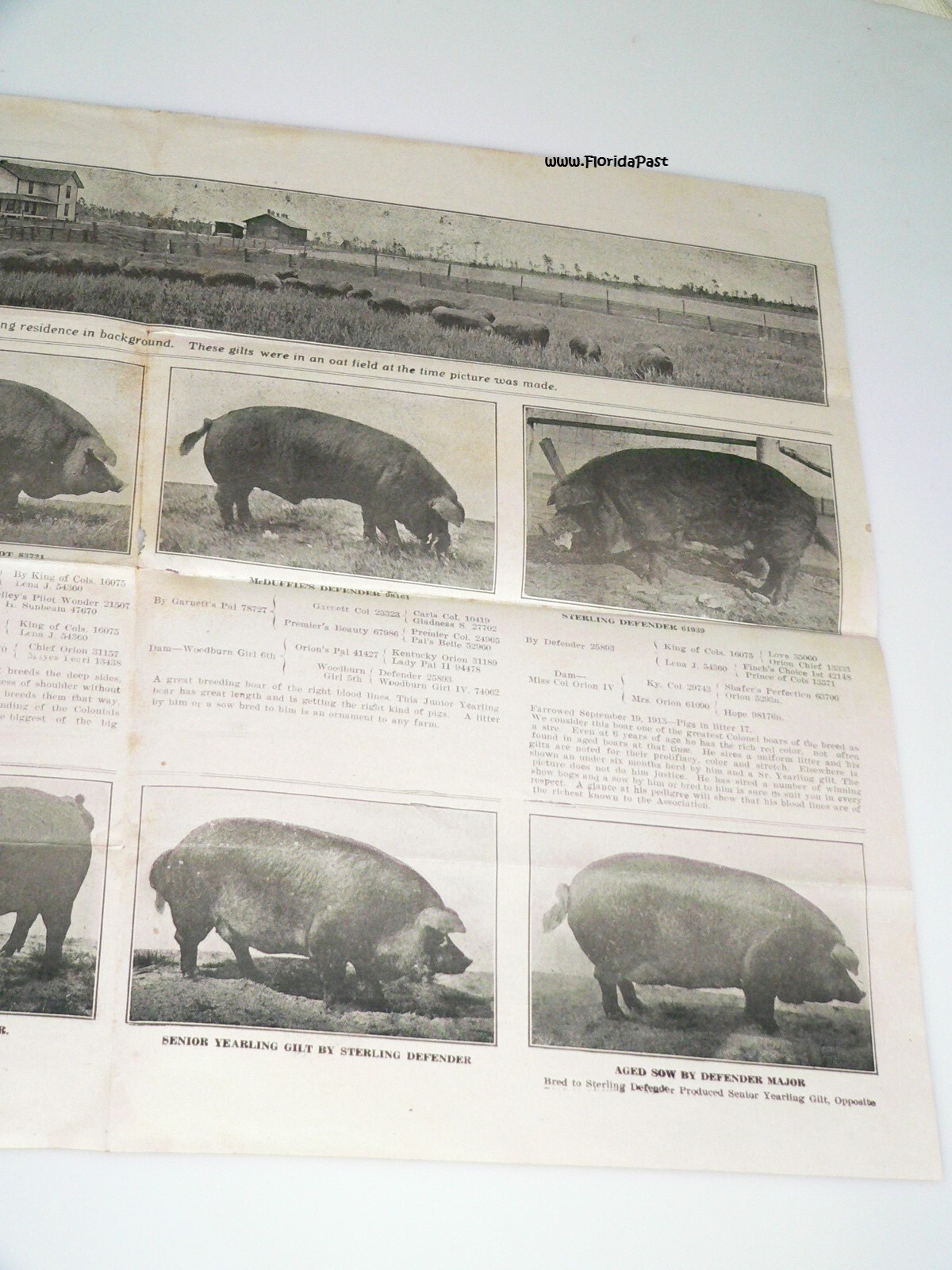 Early Duroc Jersey Hogs Munson, Florida Livestock & Agricultural Farms Brochure