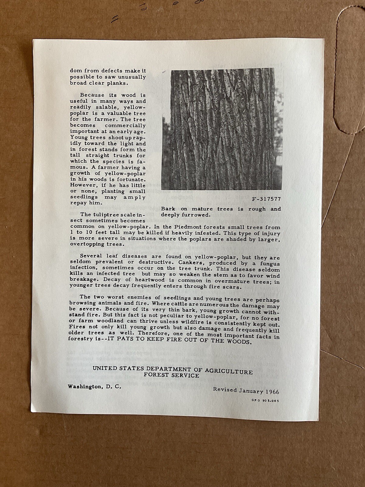 USA DEPT OF AGRICULTURE USEFUL TREES YELLOW-POPLAR Information Brochure B10