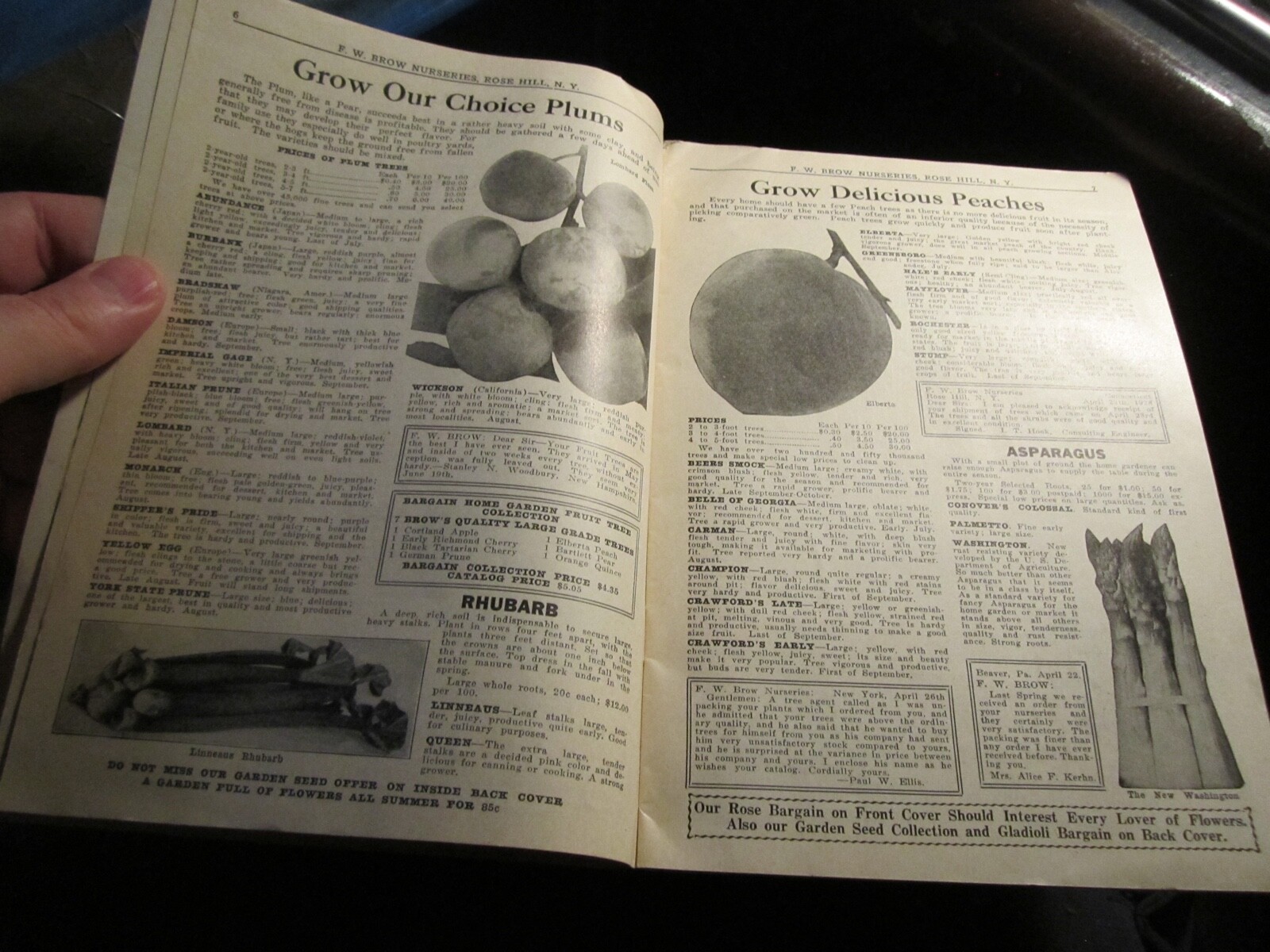 VINTAGE F. W. BROW NURSERIES FLOWER AND FRUIT CATALOG – BBA-45