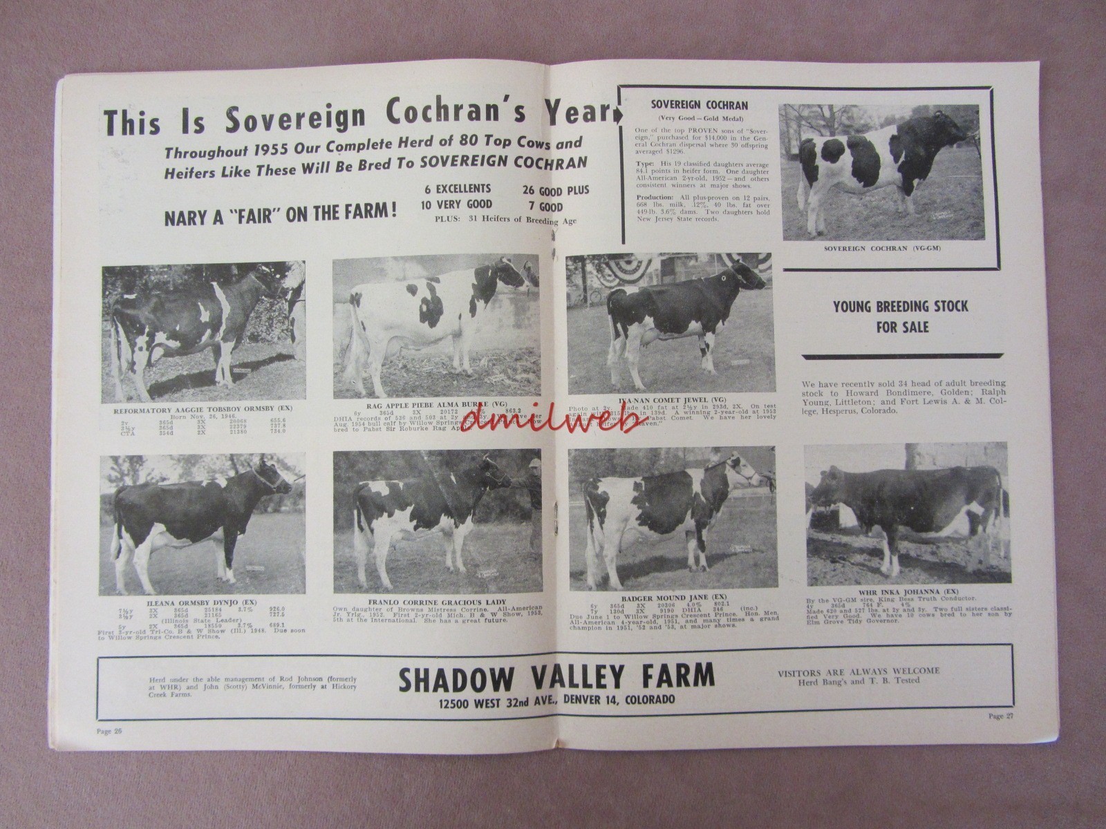 Vintage 1955 Ad Shadow Valley Farm Holstein Breeders Denver CO Sovereign Cochran