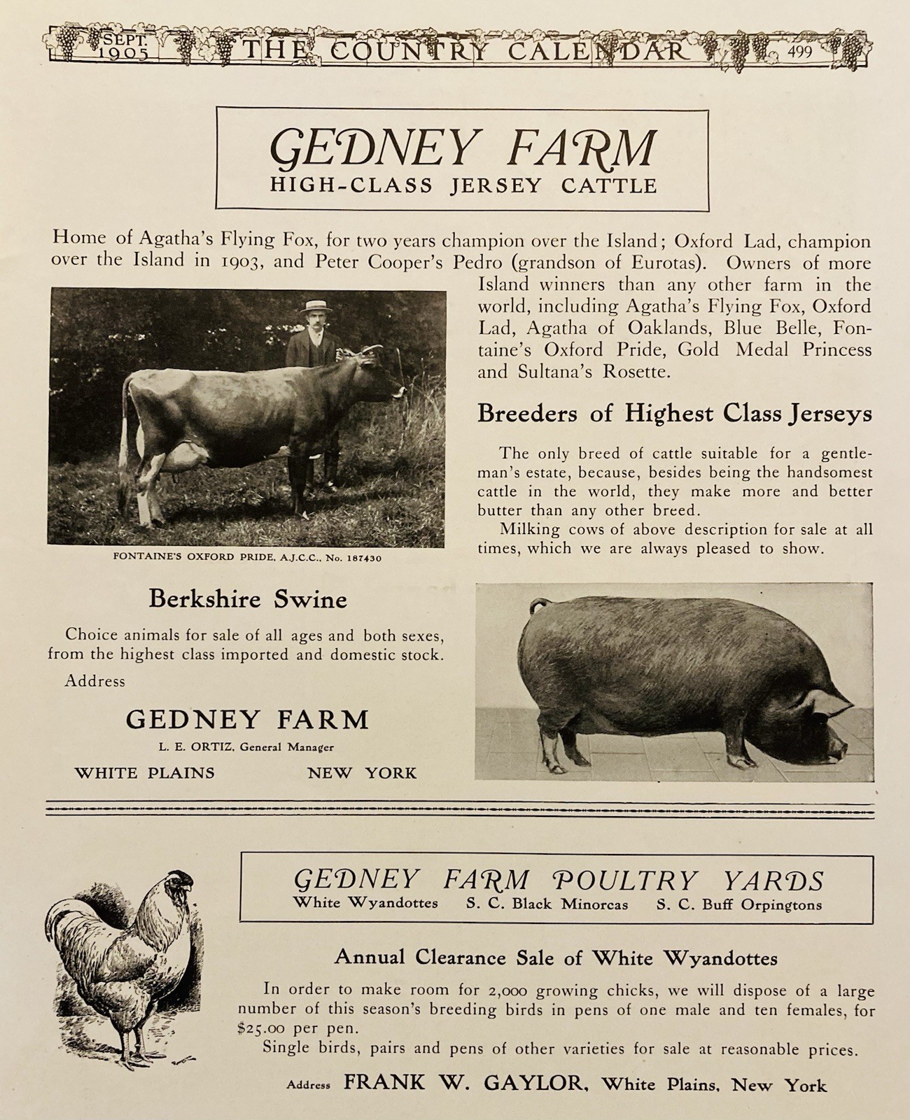 1905 AD.(XH80)~GEDNEU FARM, WHITE PLAINS, NY. GEDNEY FARM HIGH-CLASS JERSEY’S