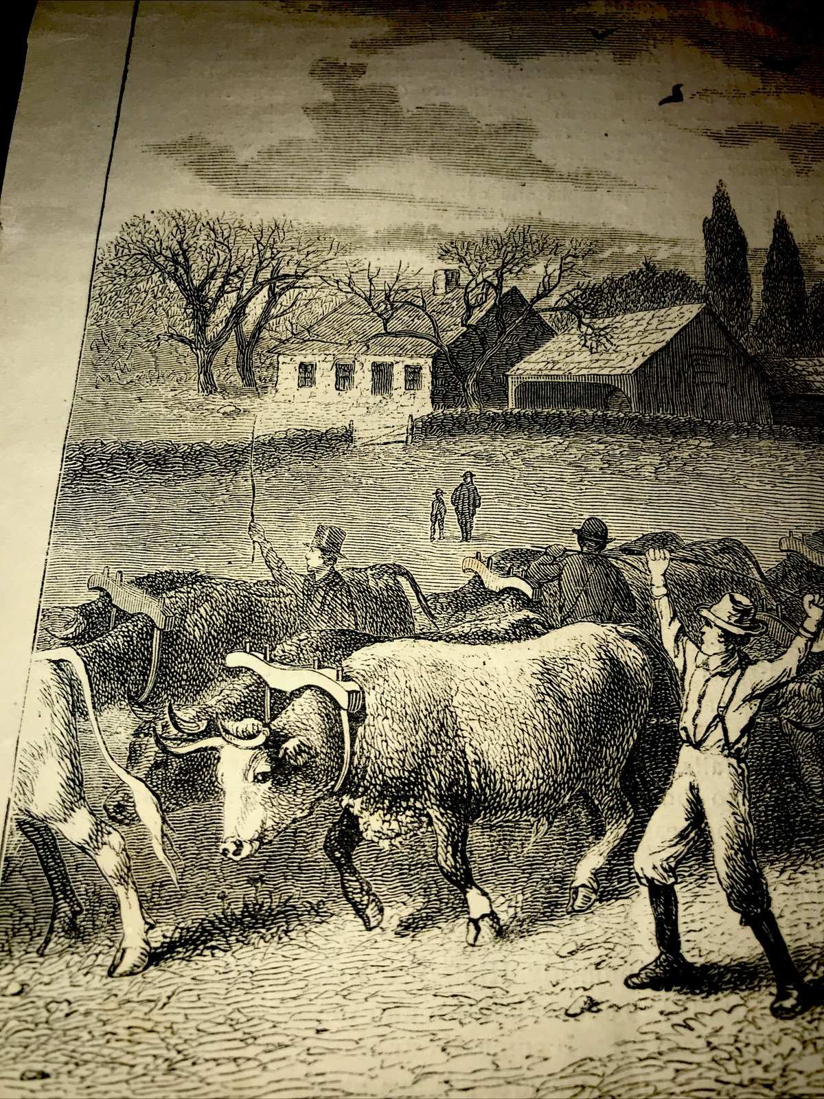 ORIGINAL 1873 Cattle Farm Barn Engraving Advertising