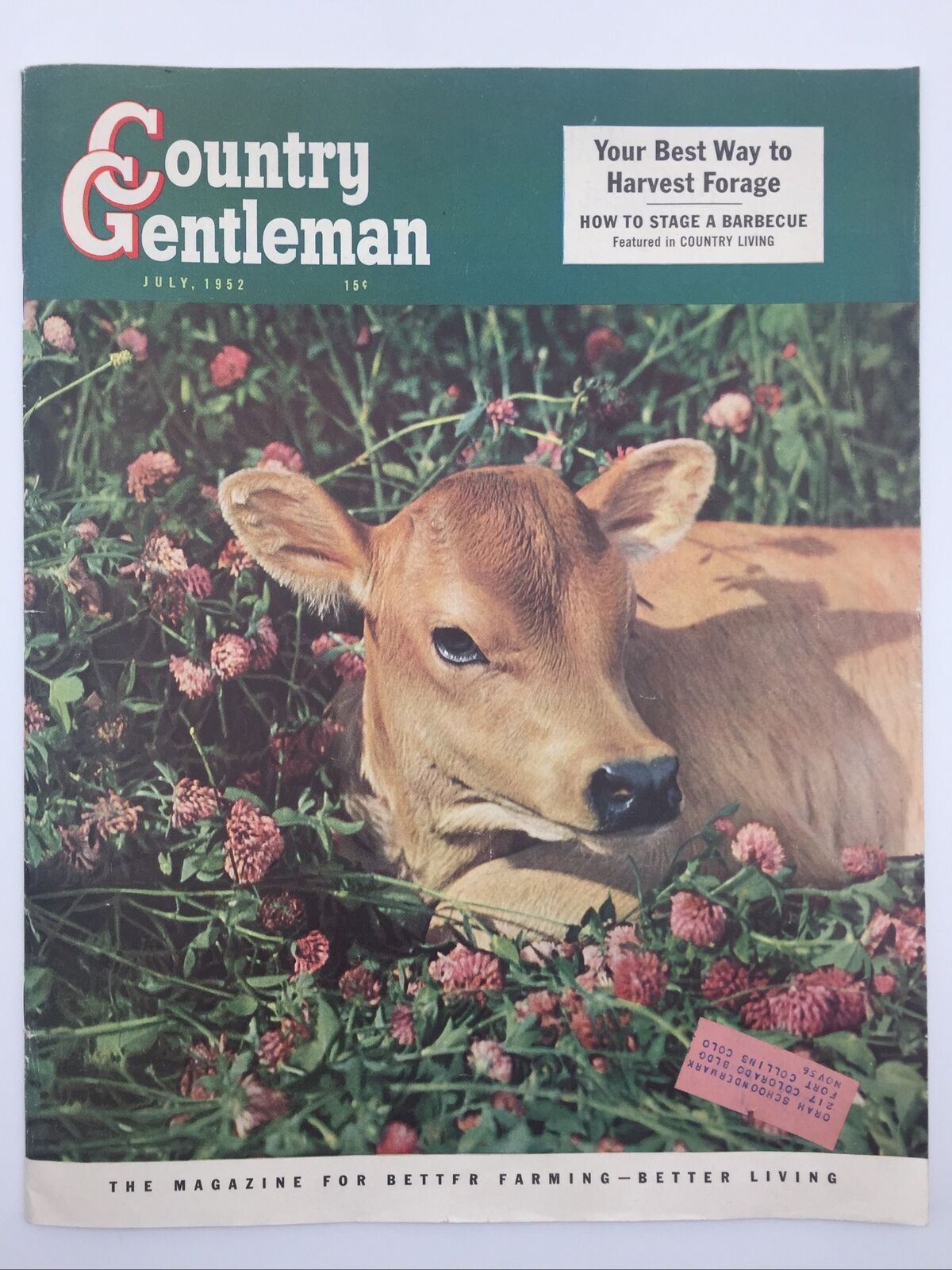 1952 July Country Gentleman Calf Lafayette IN Harvest Forage Legumes Wind Cow
