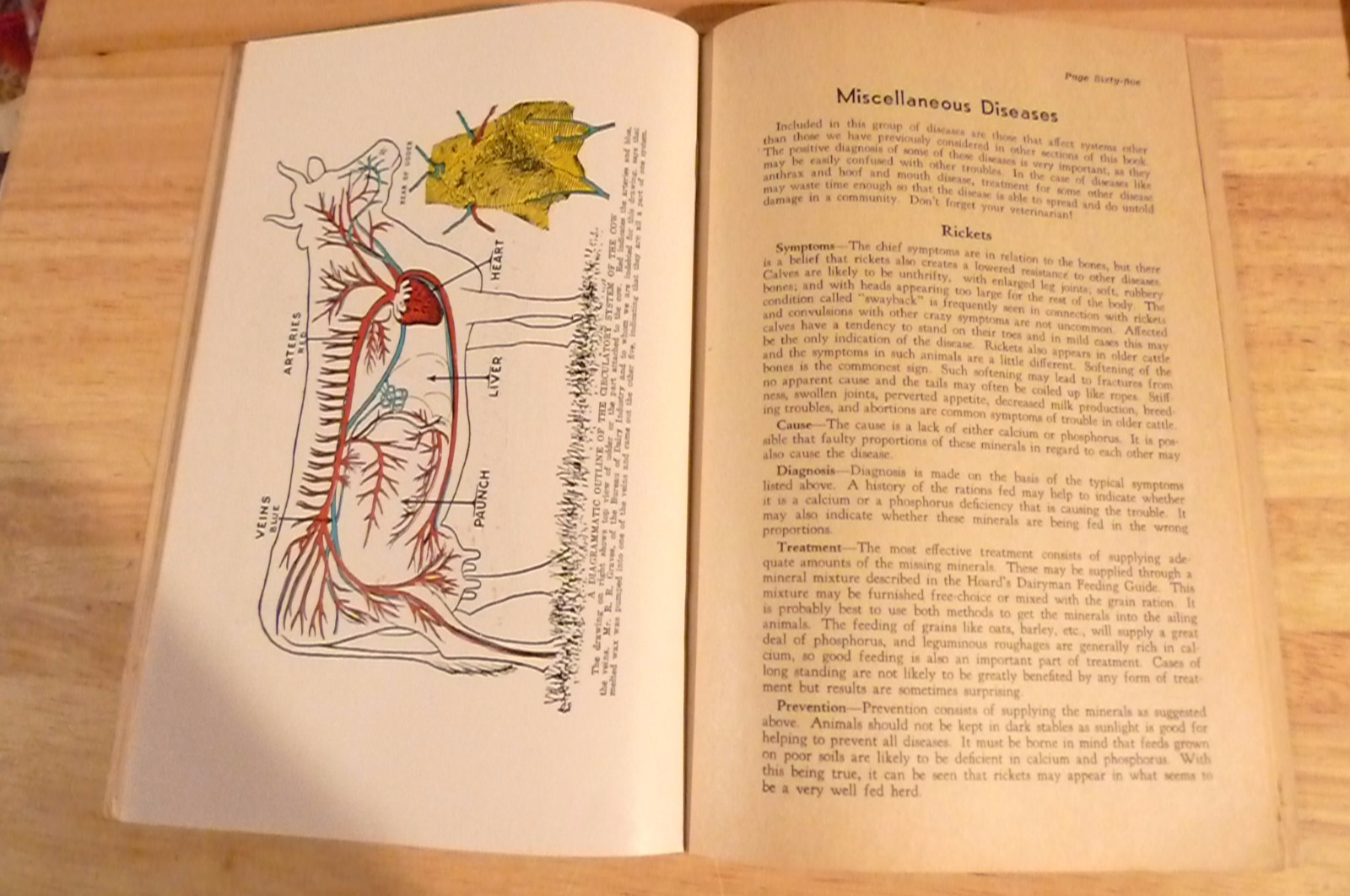 1954 Hoard&rsquo;s Dairymen How to Treat Common Ailments of Farm Animals
