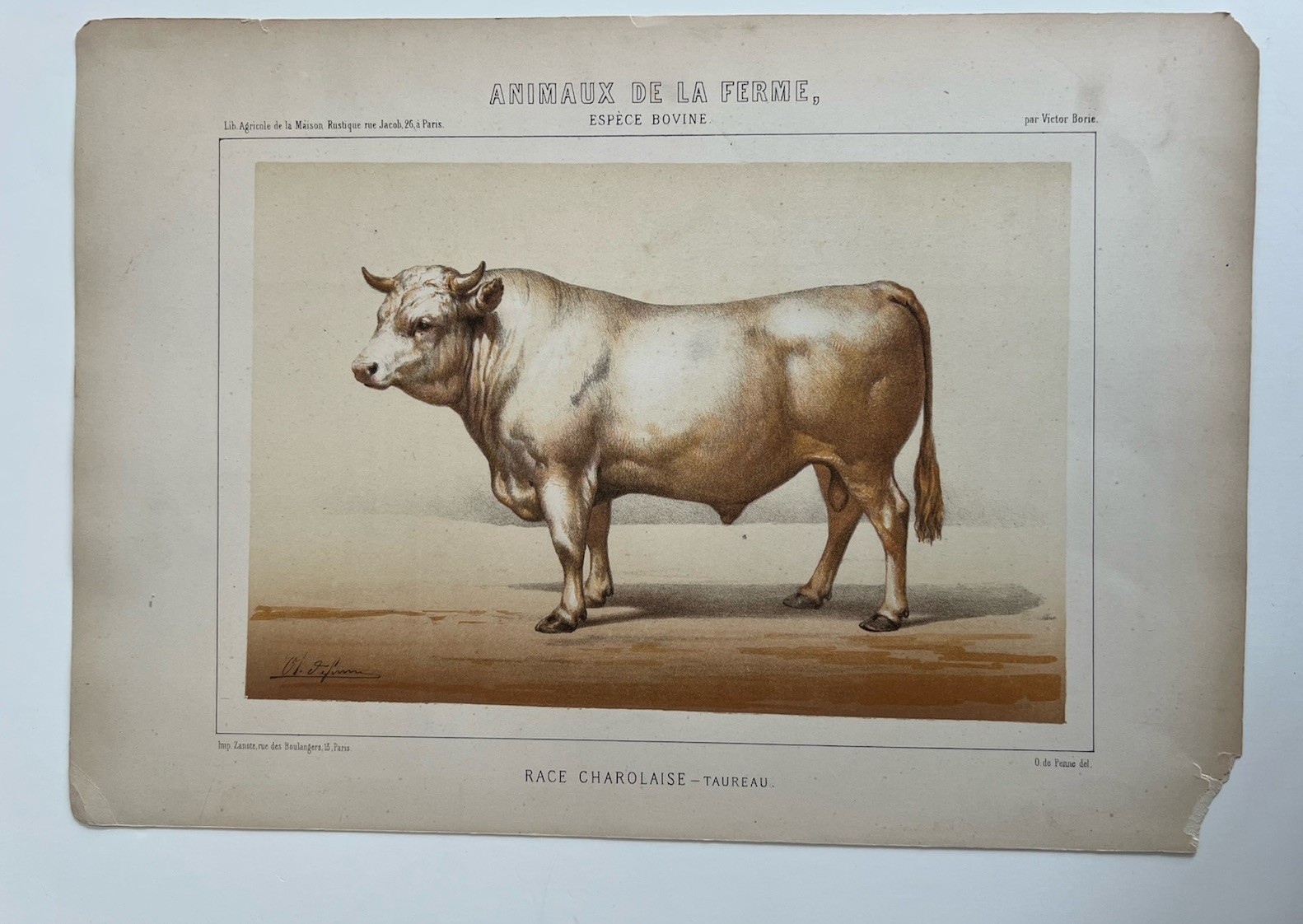 5 Lithographs Prints Of Bovine Species By Victor Borie (1818-1880) Farm Animals