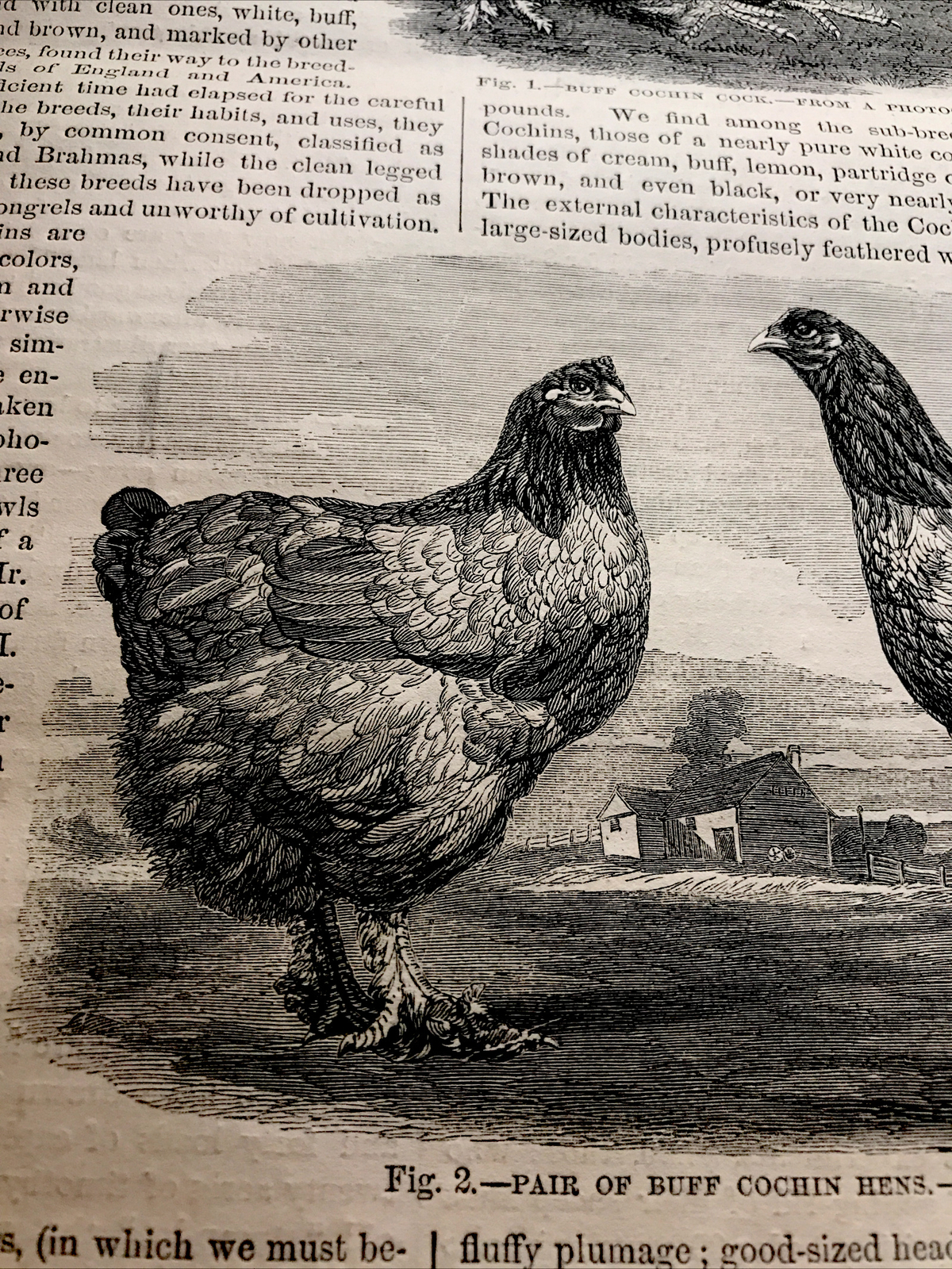 1868 Buff Cochin Cock & Hens Farm Engraving Advertising & Article