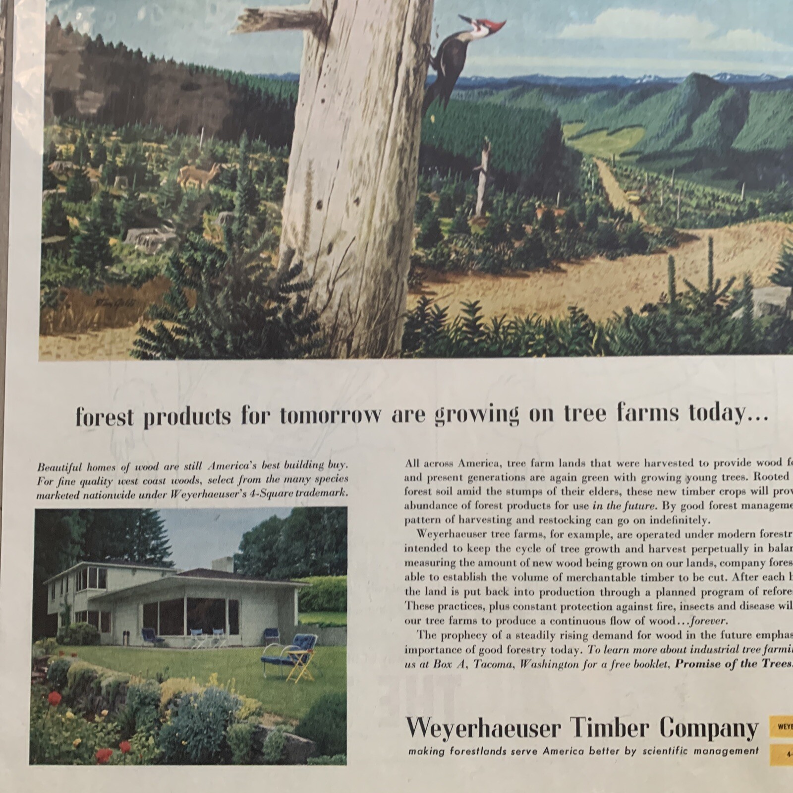 Weyerhaeuser Timber Company January 1958 Ad Homes Animals Land