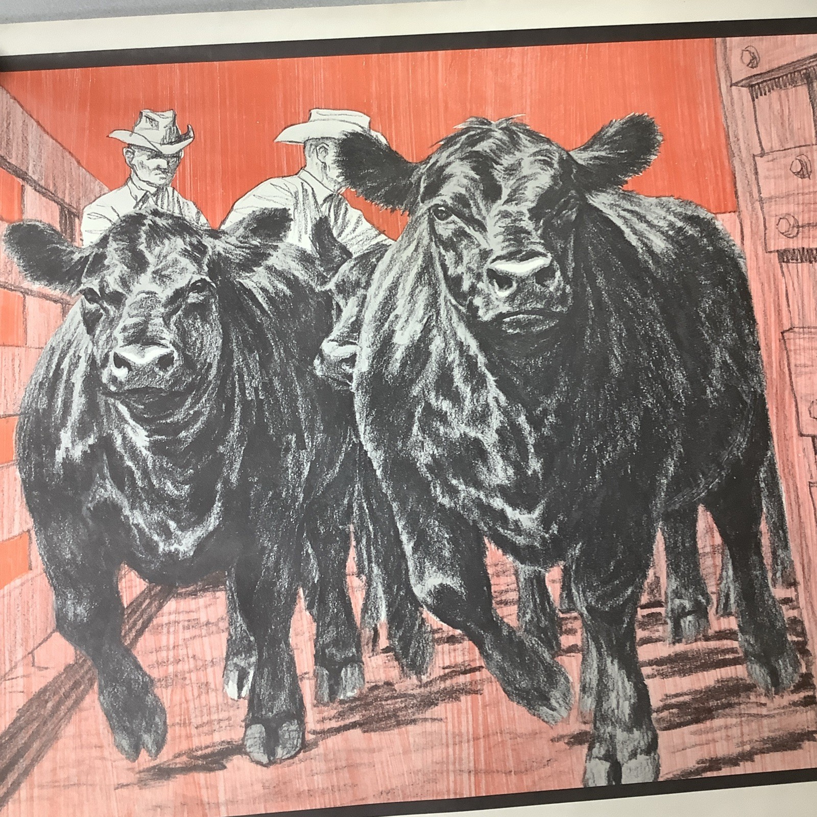 Vintage Angus Cattle Advertising Poster 1950’s 60’s ? Nice Graphics