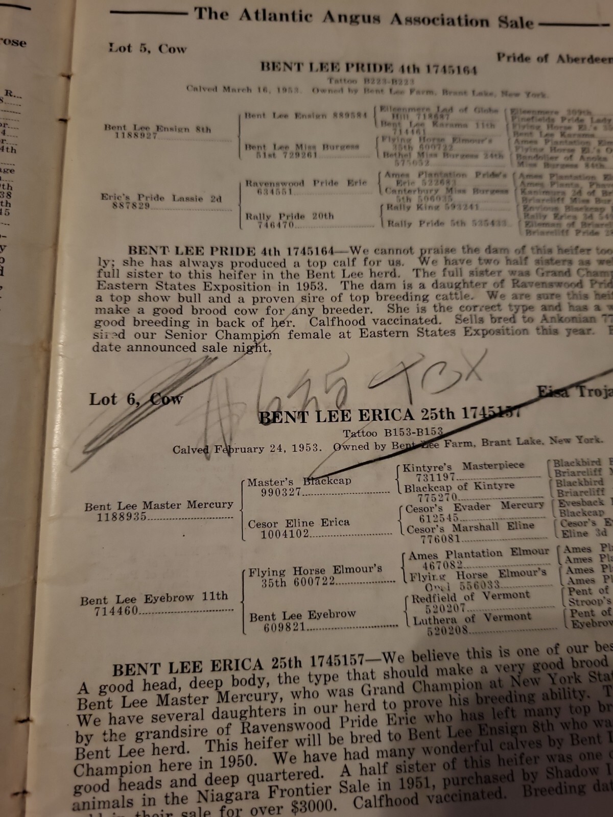 1954 Atlantic Angus Association Sale Bill Aberdeen Cattle Maryland + genealogy