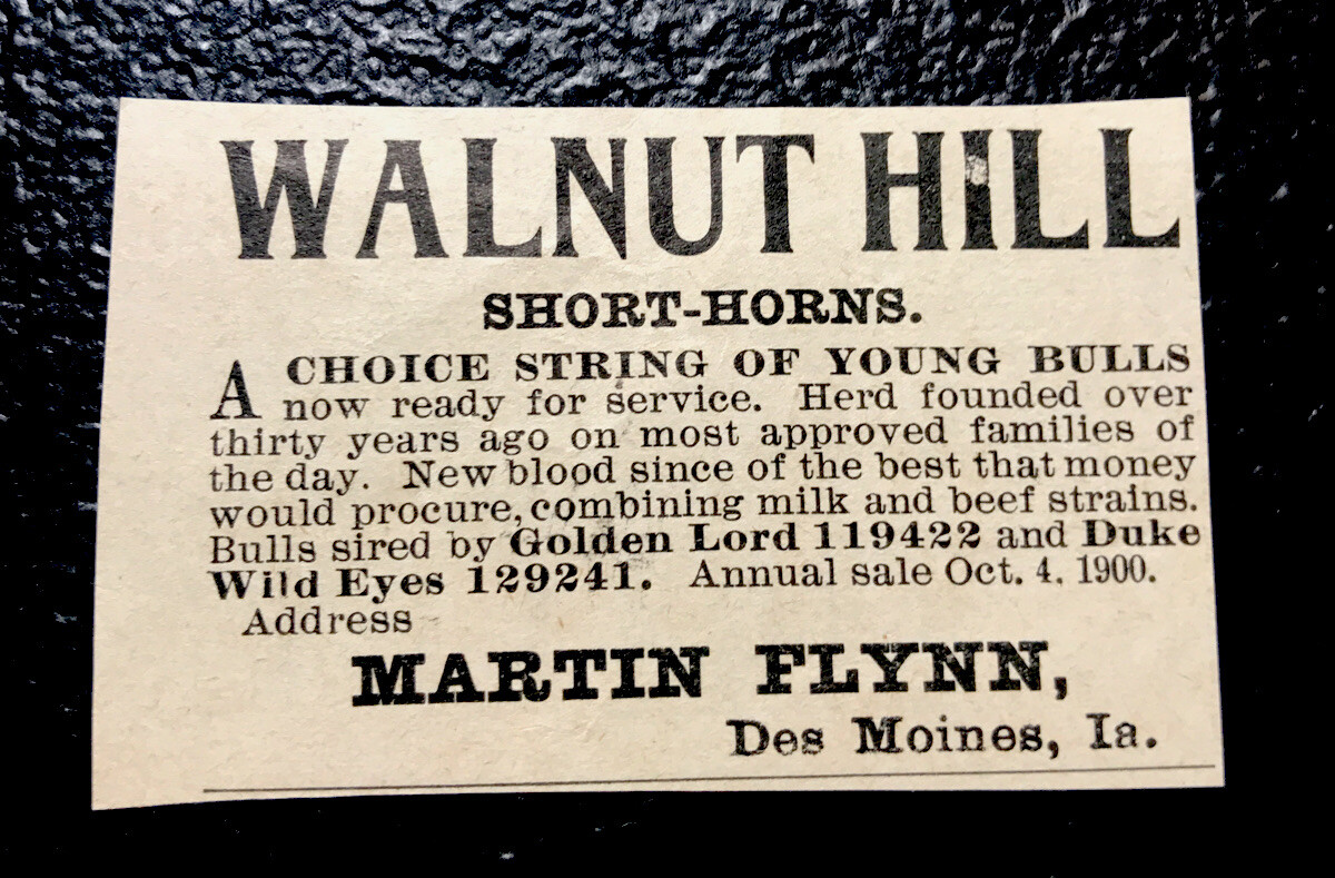 1900 Walnut Hill Farm Cattle Advertising – Des Moines – Iowa – Cow