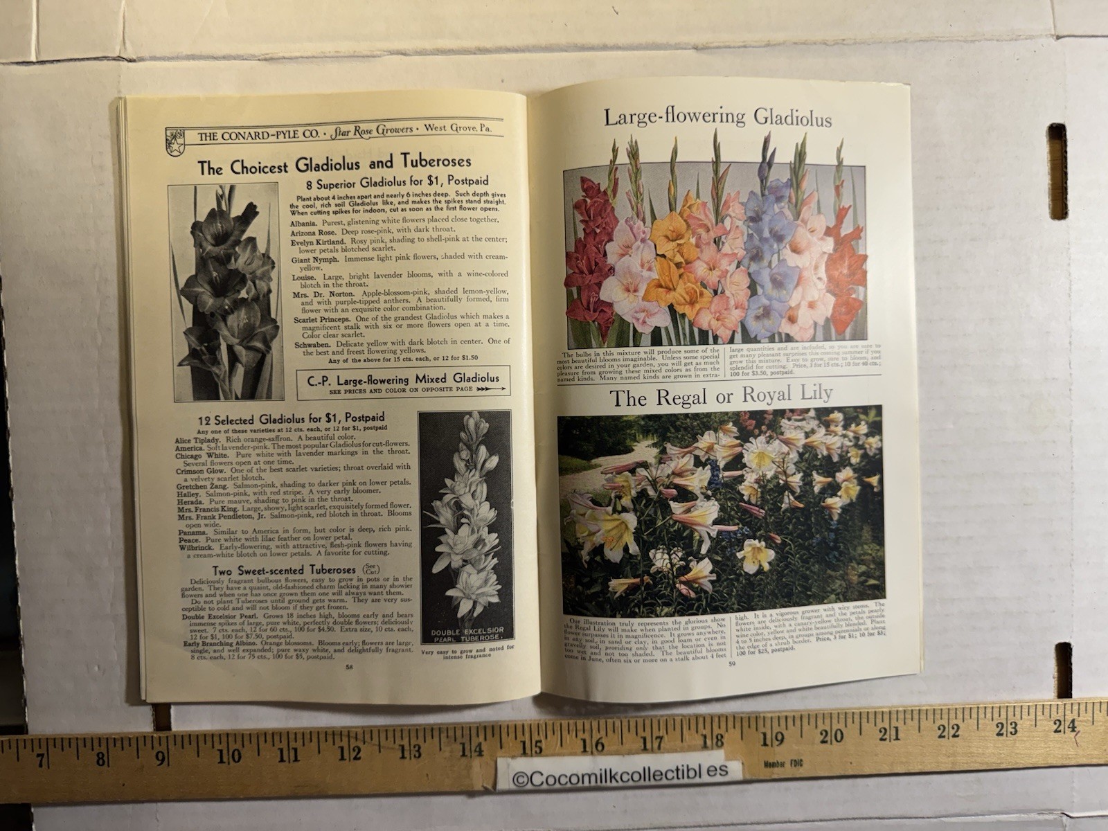 Vintage 1931 The Conard-Pyle CO Star Rose Growers Catalog West Grove PA