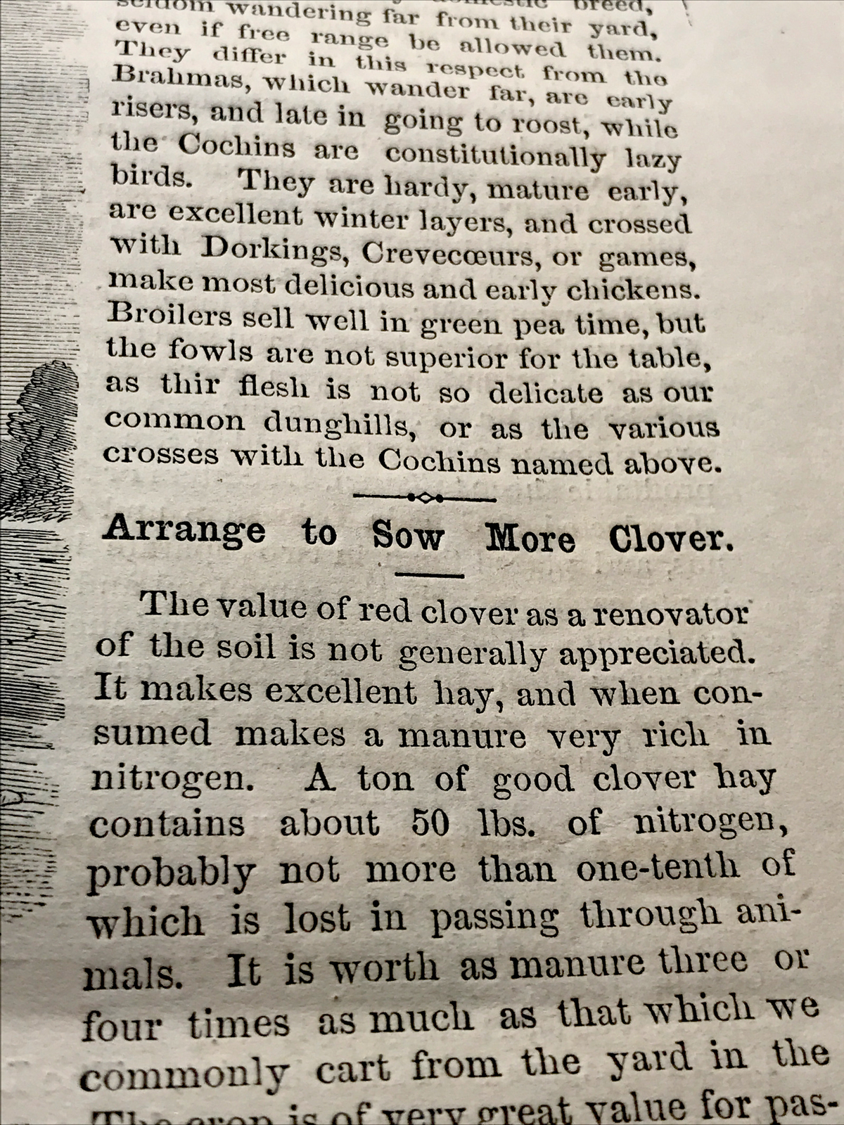1868 Buff Cochin Cock & Hens Farm Engraving Advertising & Article