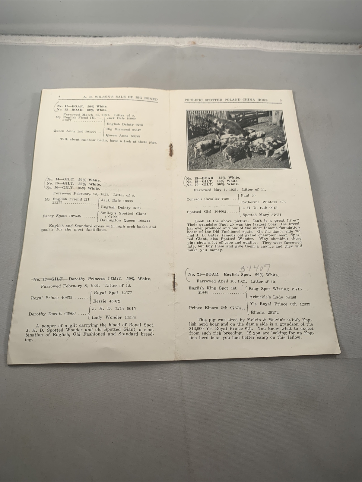 1921 Hog Sale Brochure Wilson’s Big Boned Prolific Spotted Poland China Pig