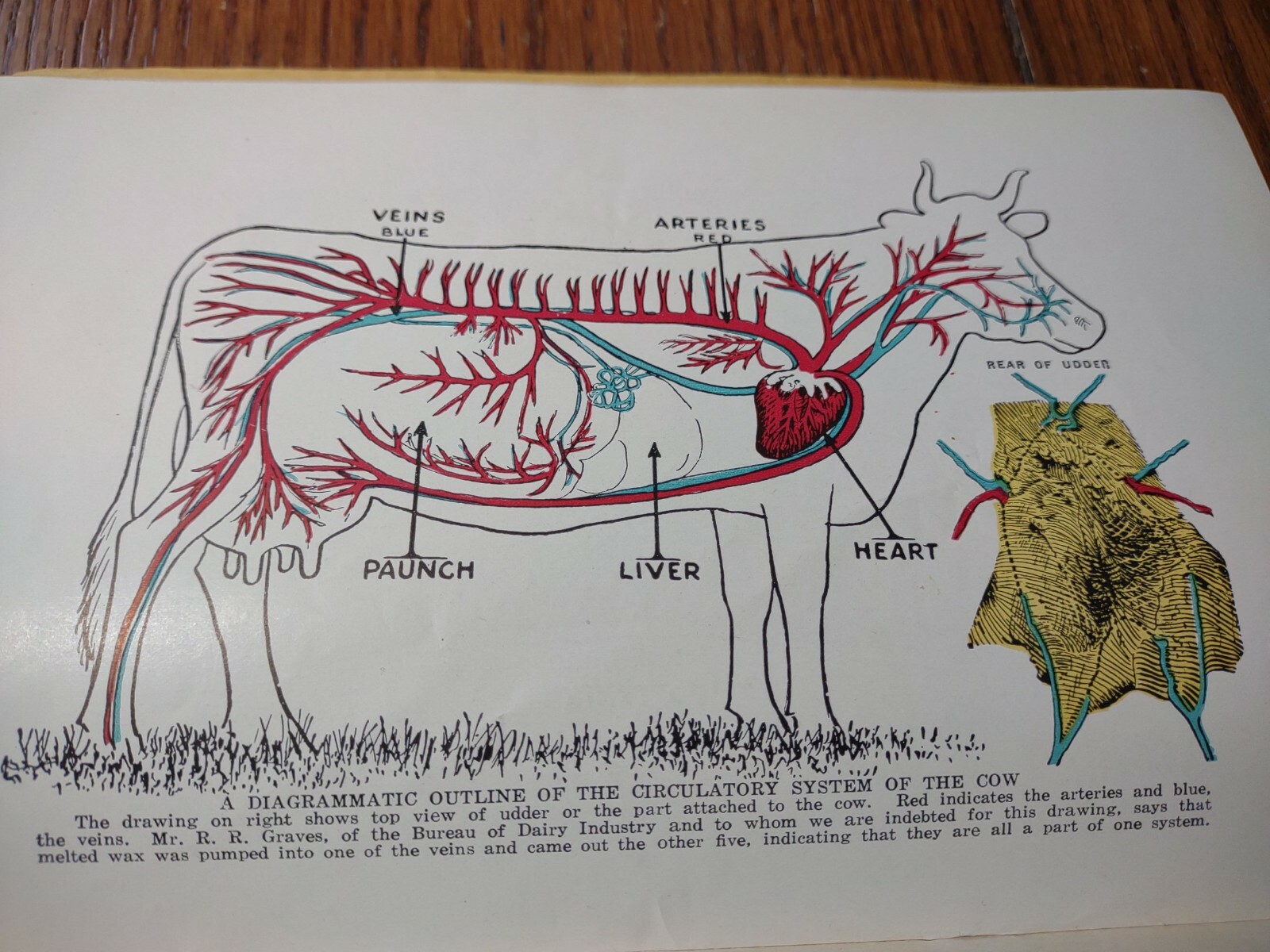 HOARDS DAIRYMAN FORT ATKINSON,WIS. COMMON AILMENTS OF FARM ANIMALS BOOK