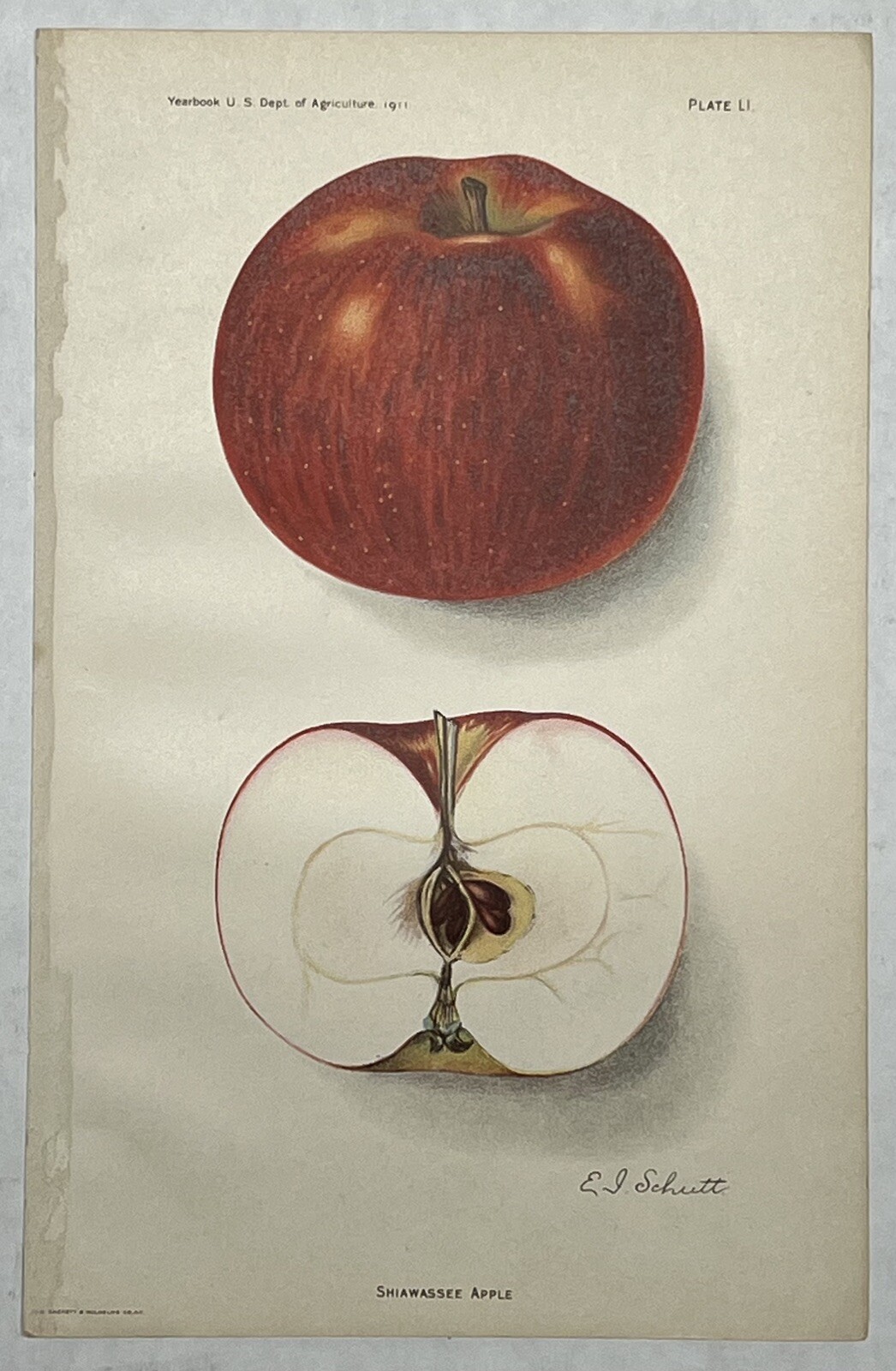 Original C1900 Print Lot,Apple,Grapes,Raspberry,US Dept of Agriculture,Fruit,Old
