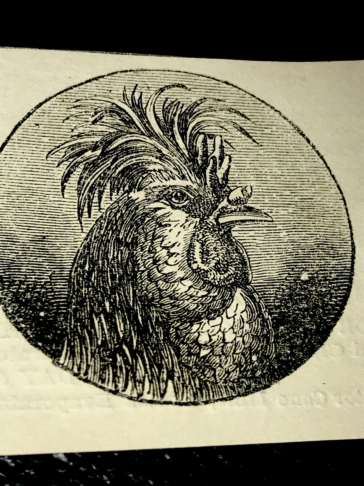 1870 Poultry Chicken Rooster Cock Hen Farm Engraving Advertising