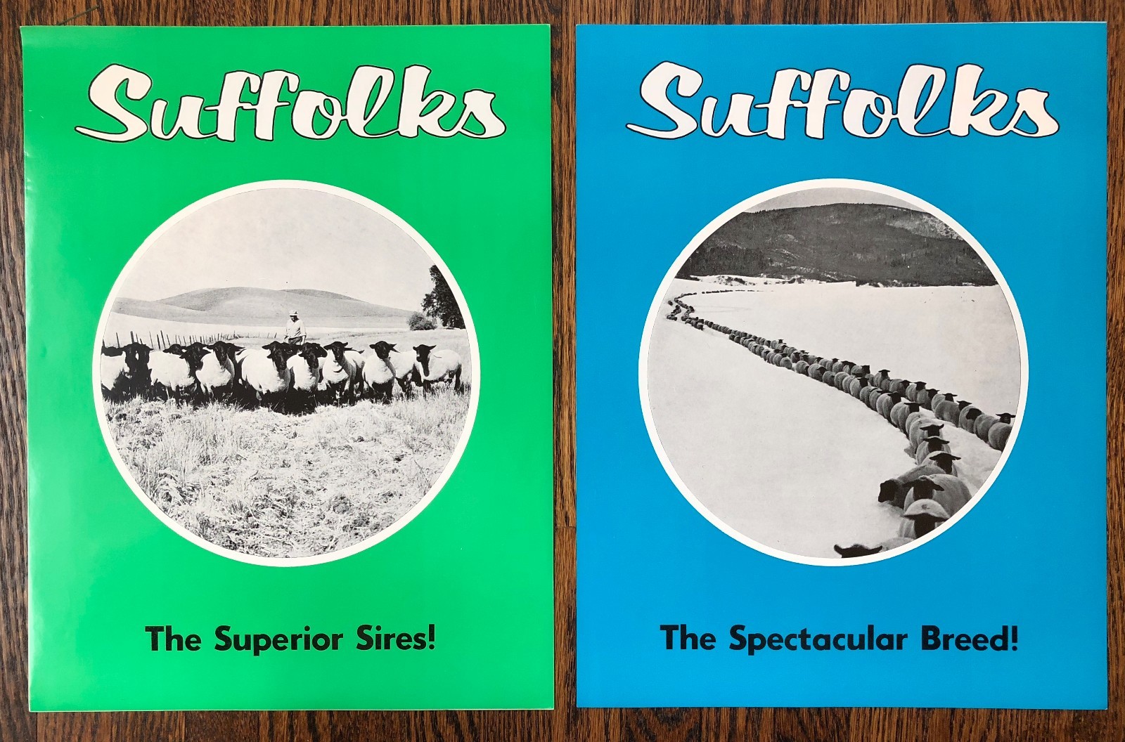 2 SUFFOLK SHEEP Superior SIRES Breed Farm Advertising 2Sided Paper SIGN Vintage
