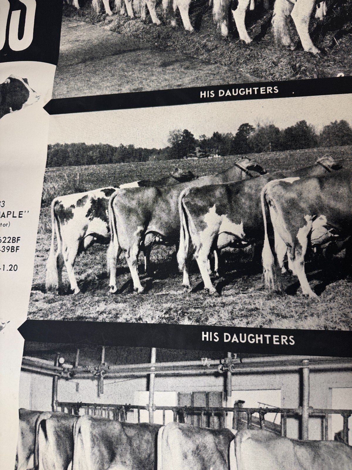 1970 Milk Line Bull Cow Dairy ABS American Breeders Service Advertising Poster