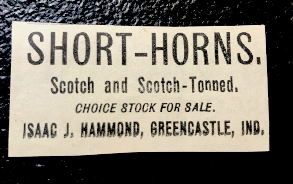 1900 Hammond Farm Cattle Advertising – Greencastle – Indiana – Cow