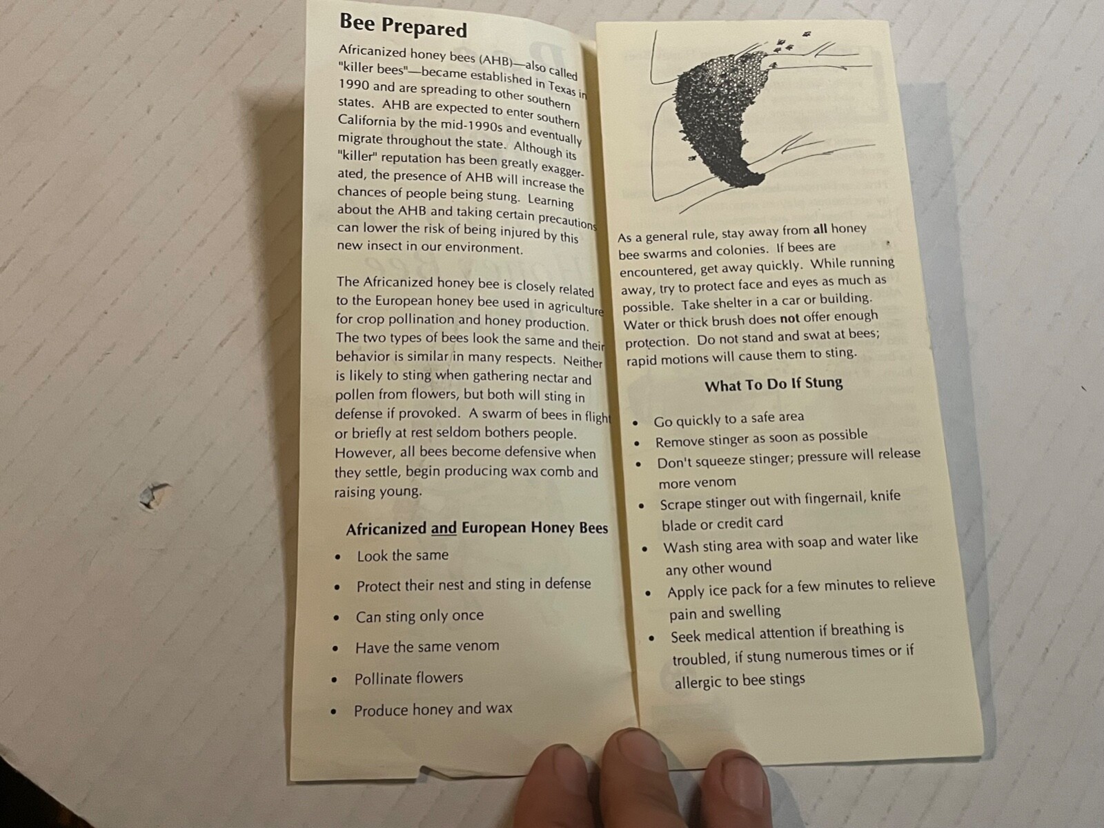 Bee Alert Africanized Honey Bee Facts California Brochure 1993 9×4