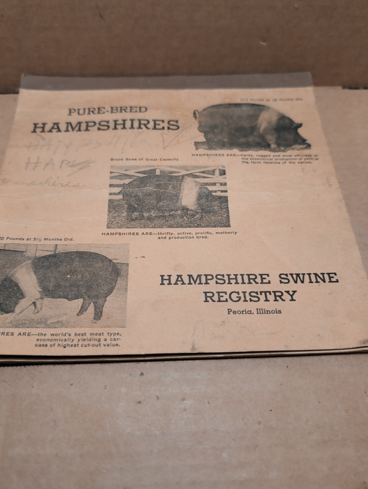 Vintage 1947 1948 Hampshire Swine Registry With Filled In Registars