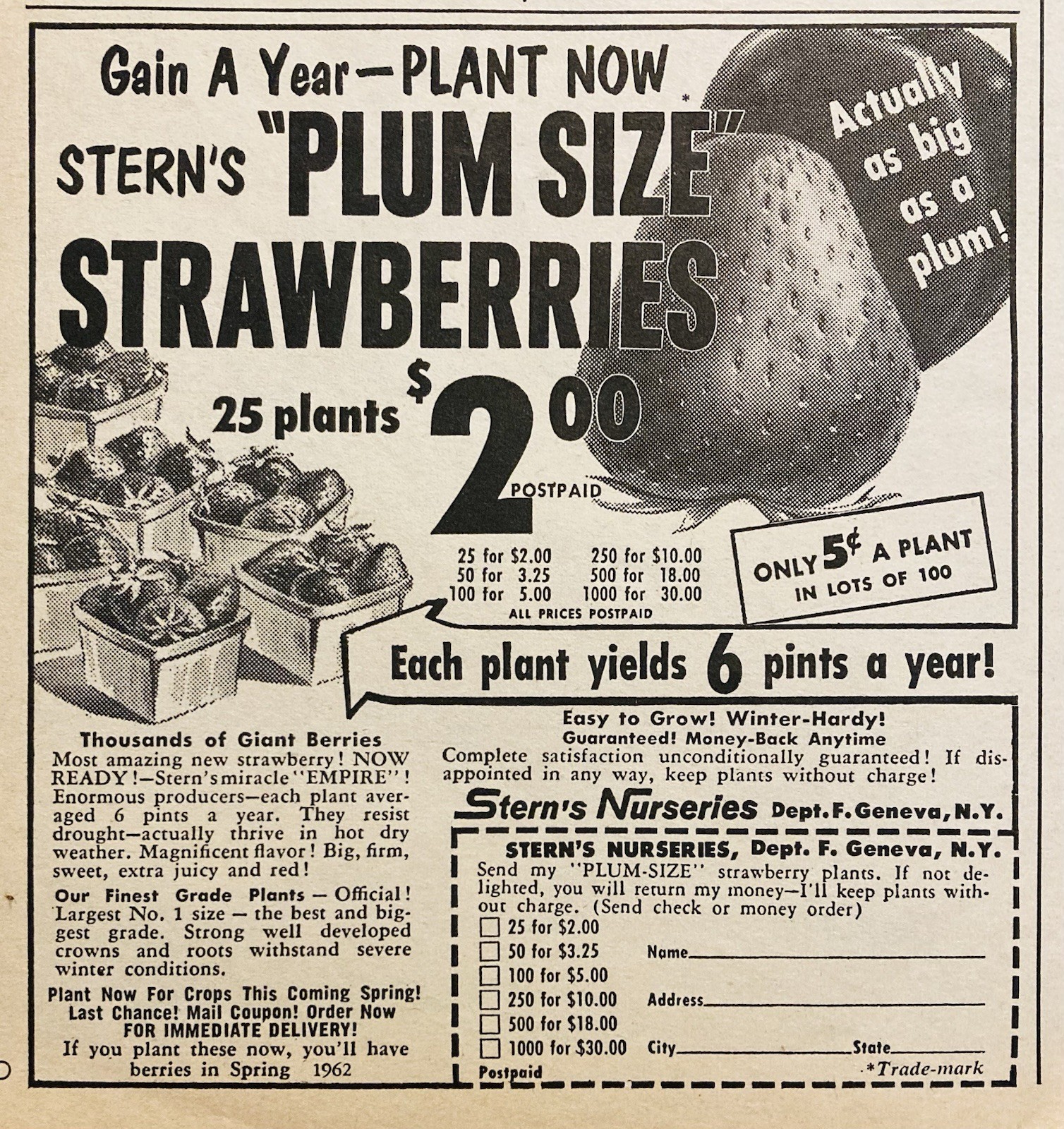 1961 AD.(XH84)~STERN’S NURSERIES, GENEVA, NY. “PLUM SIZE” STRAWBERRIES