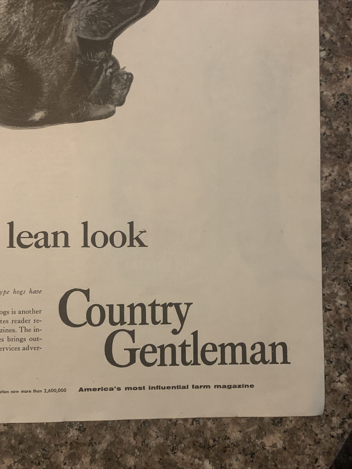 1954 Country Gentleman Magazine Promo PRINT AD Hog Has New Lean Look VTG 1950s