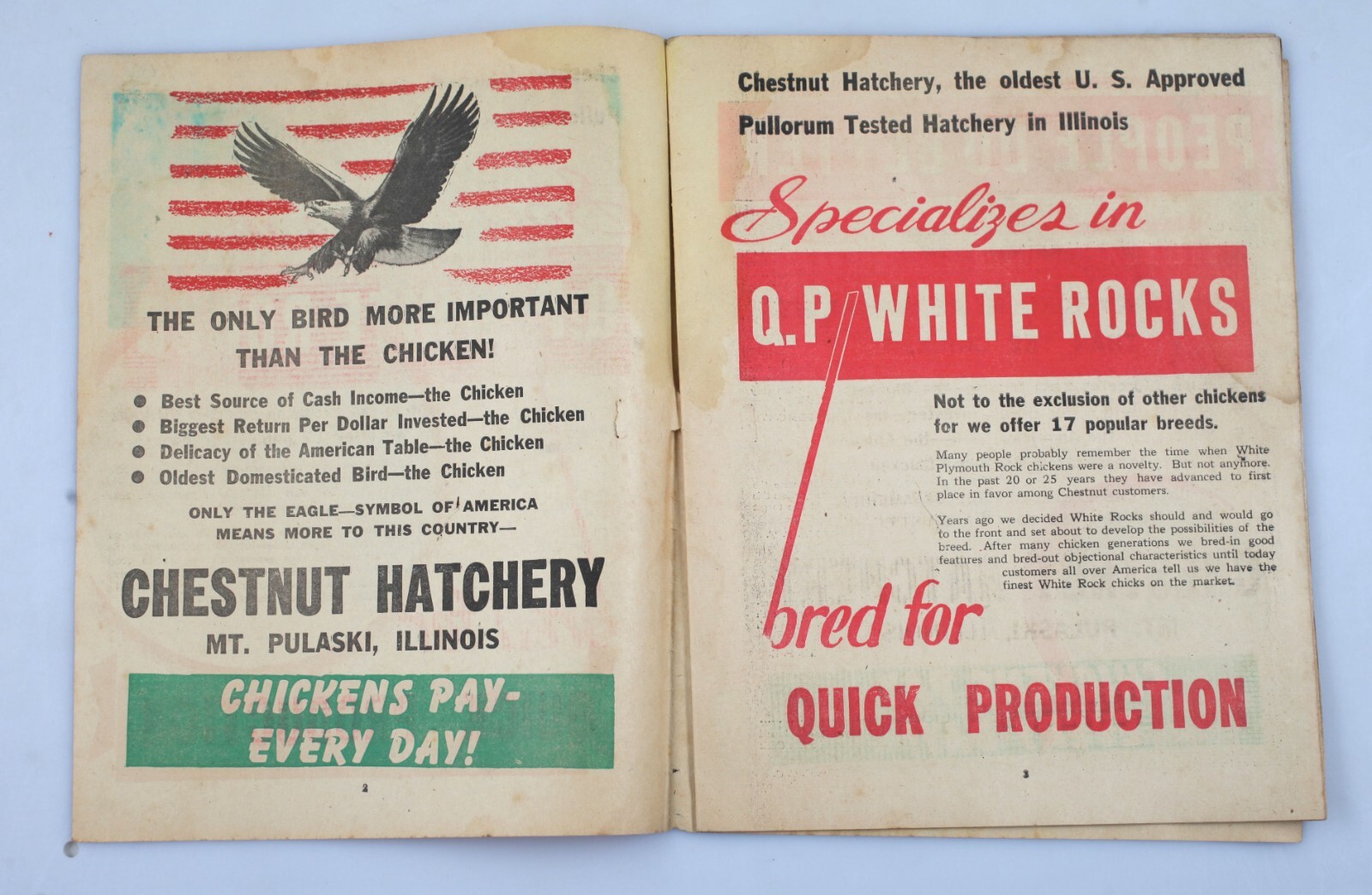 Vintage Newsprint Mailer Chestnut Hatchery Chicken Catalog Mt. Pulaski Illinois